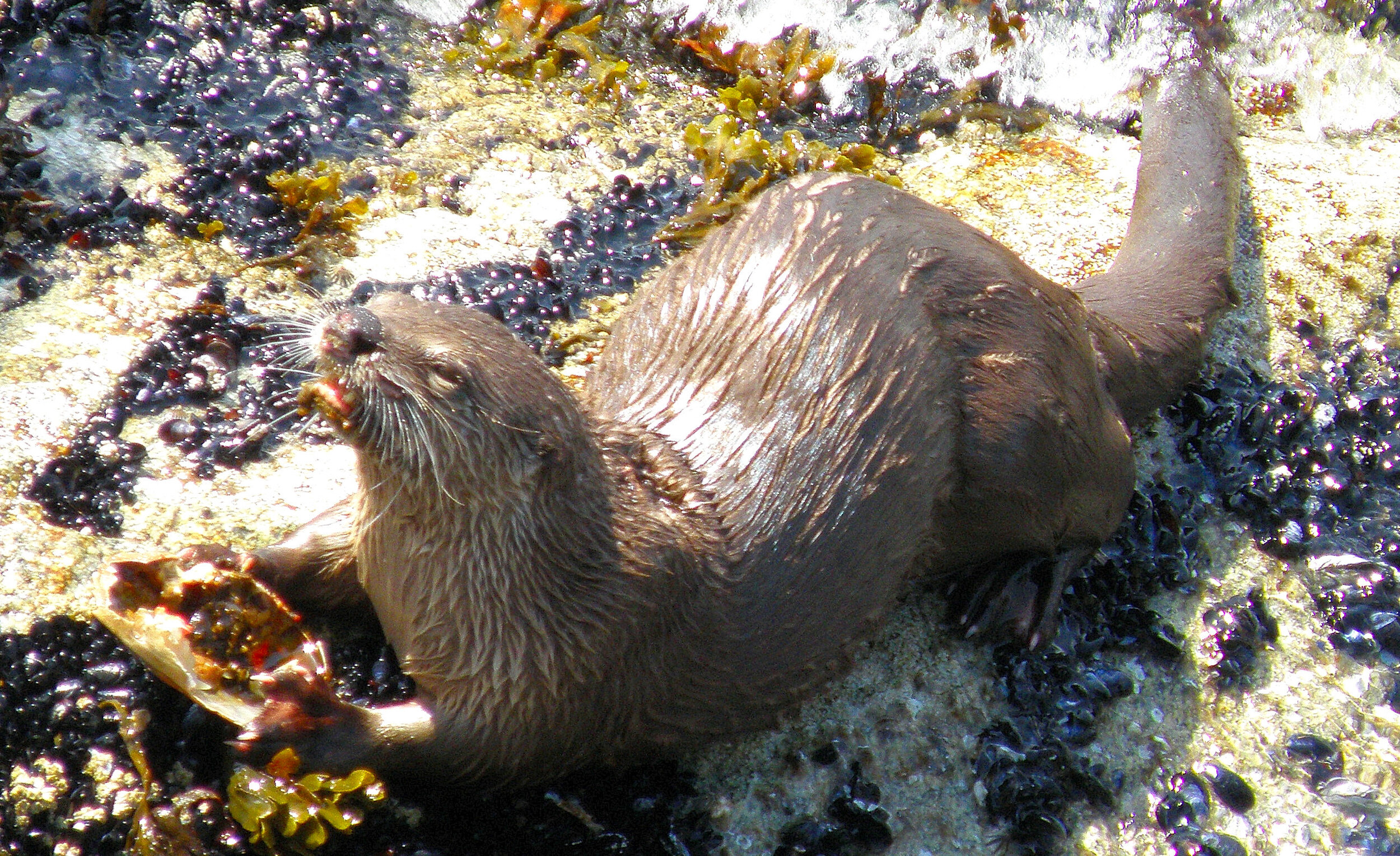 Gambier - River Otter eating a crab 2009-05-03 P5030237.JPG