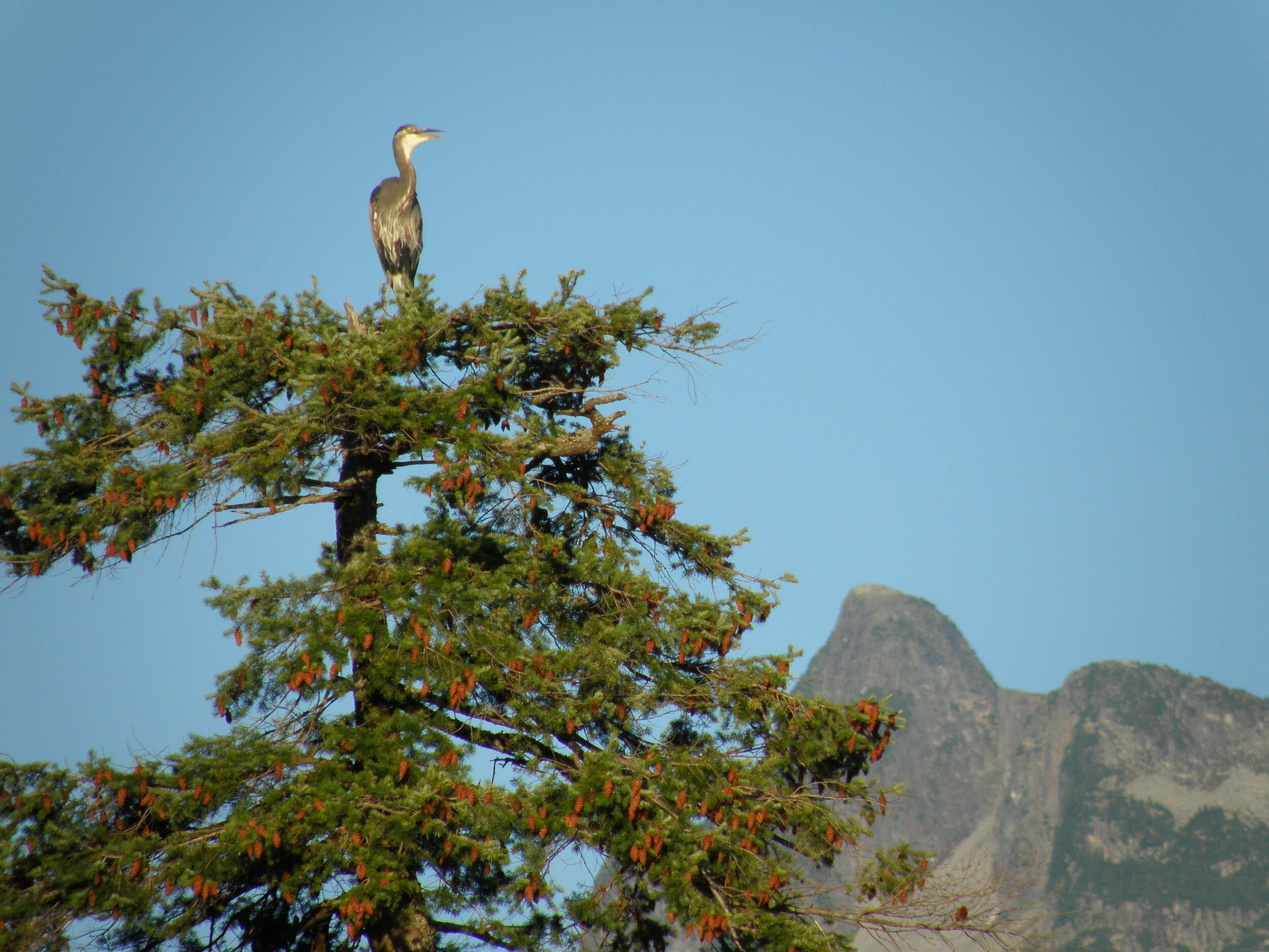 Gambier - Heron on tree top 2009-09-11 P9110331.JPG