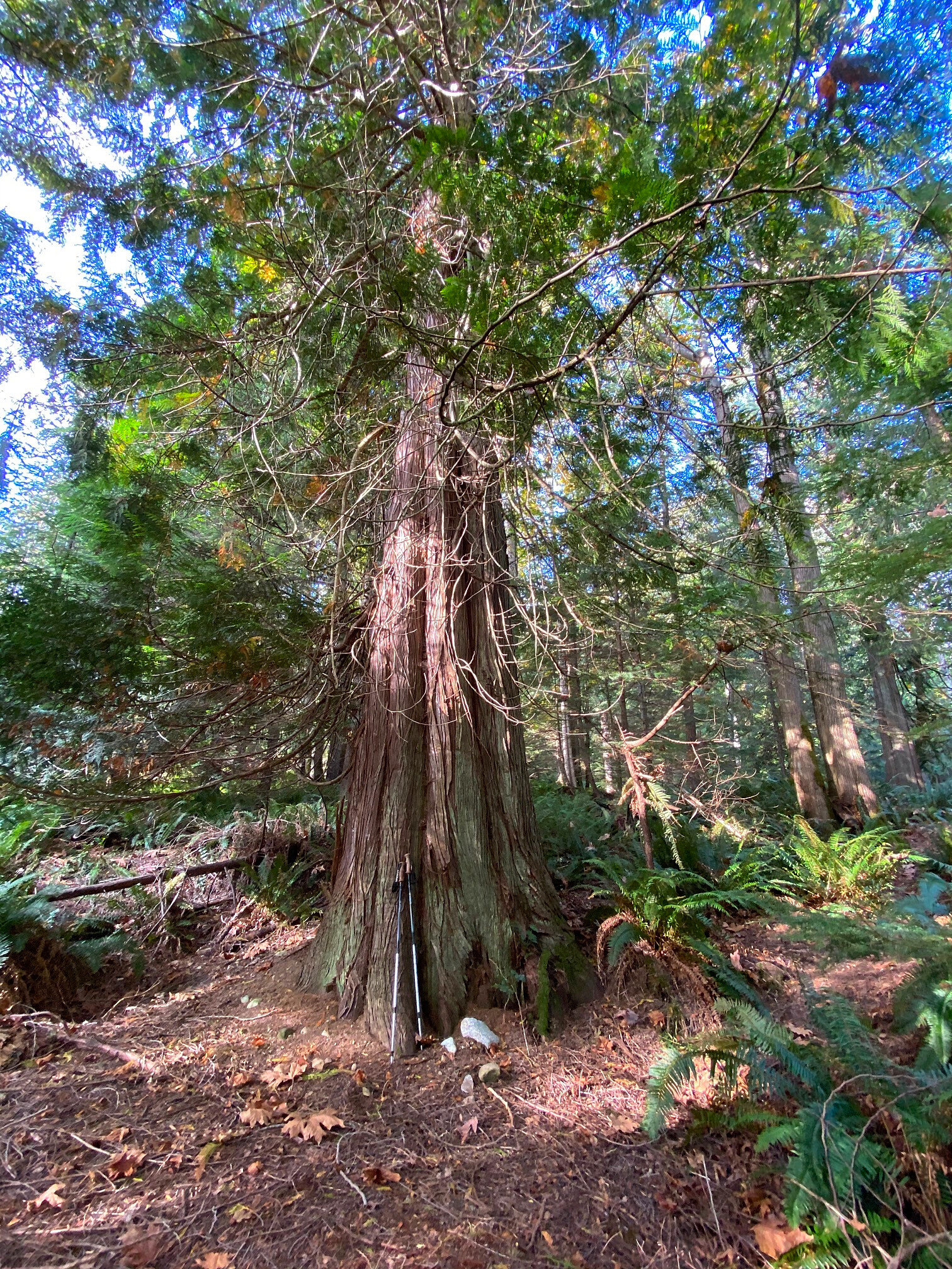 Gambier - Old Growth Cedar tree on new trail through Camp Fircom property 2020-10-05 IMG_3091.jpg