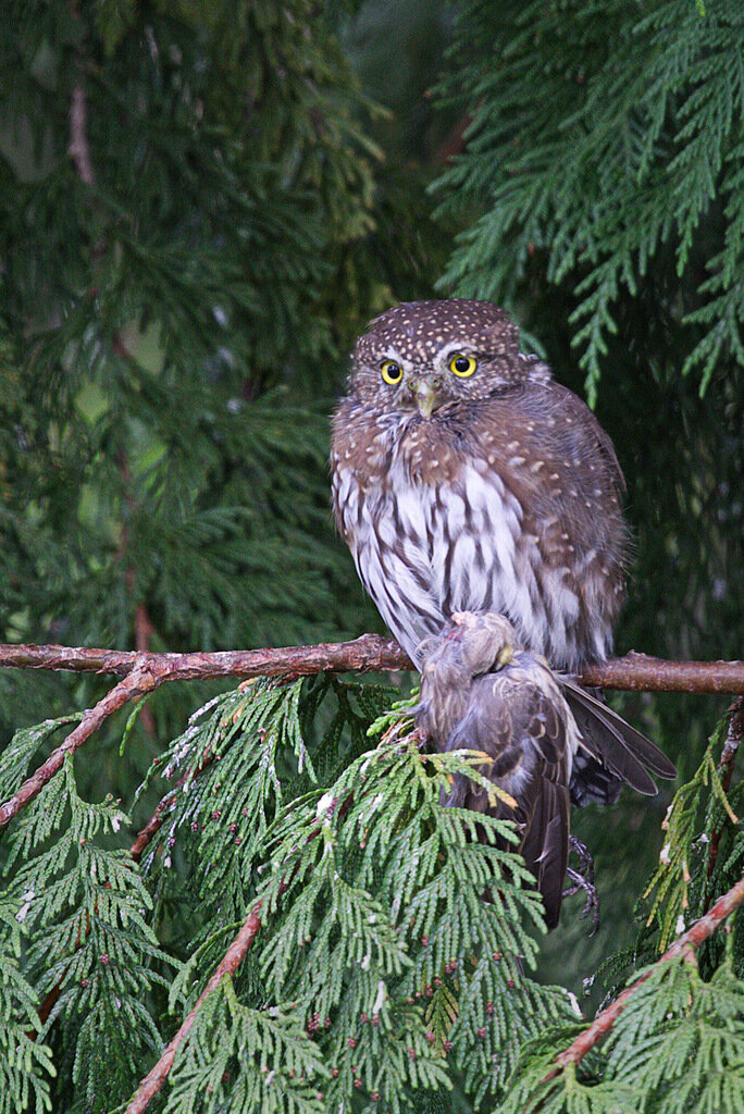 Pygmi owl.jpeg
