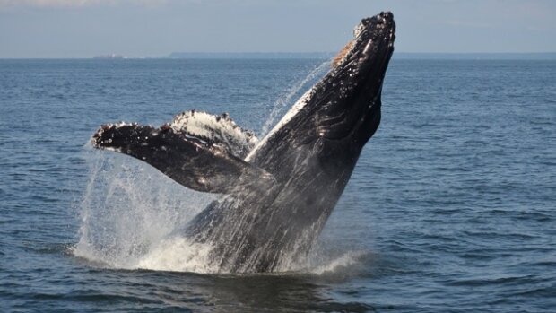 humpback-whale.jpeg