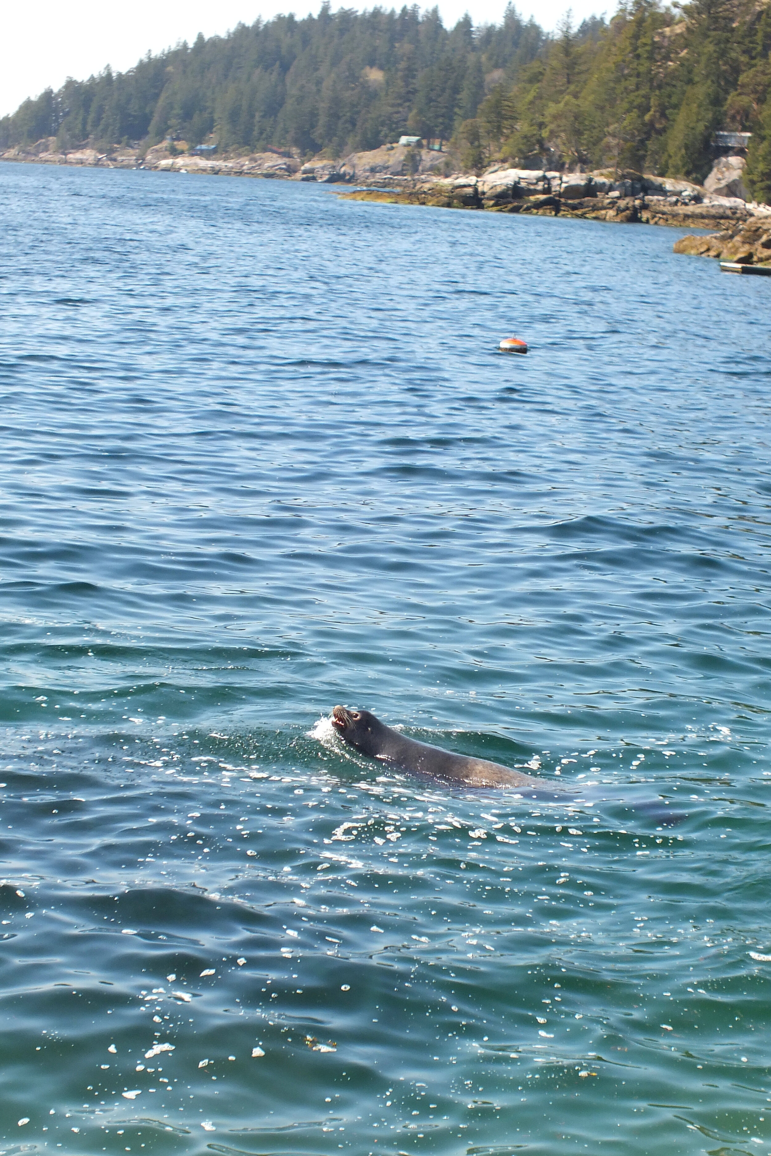 Gambier - California Sea Lion above fish bait  ball 2020-04-10 DSCF4293.JPG