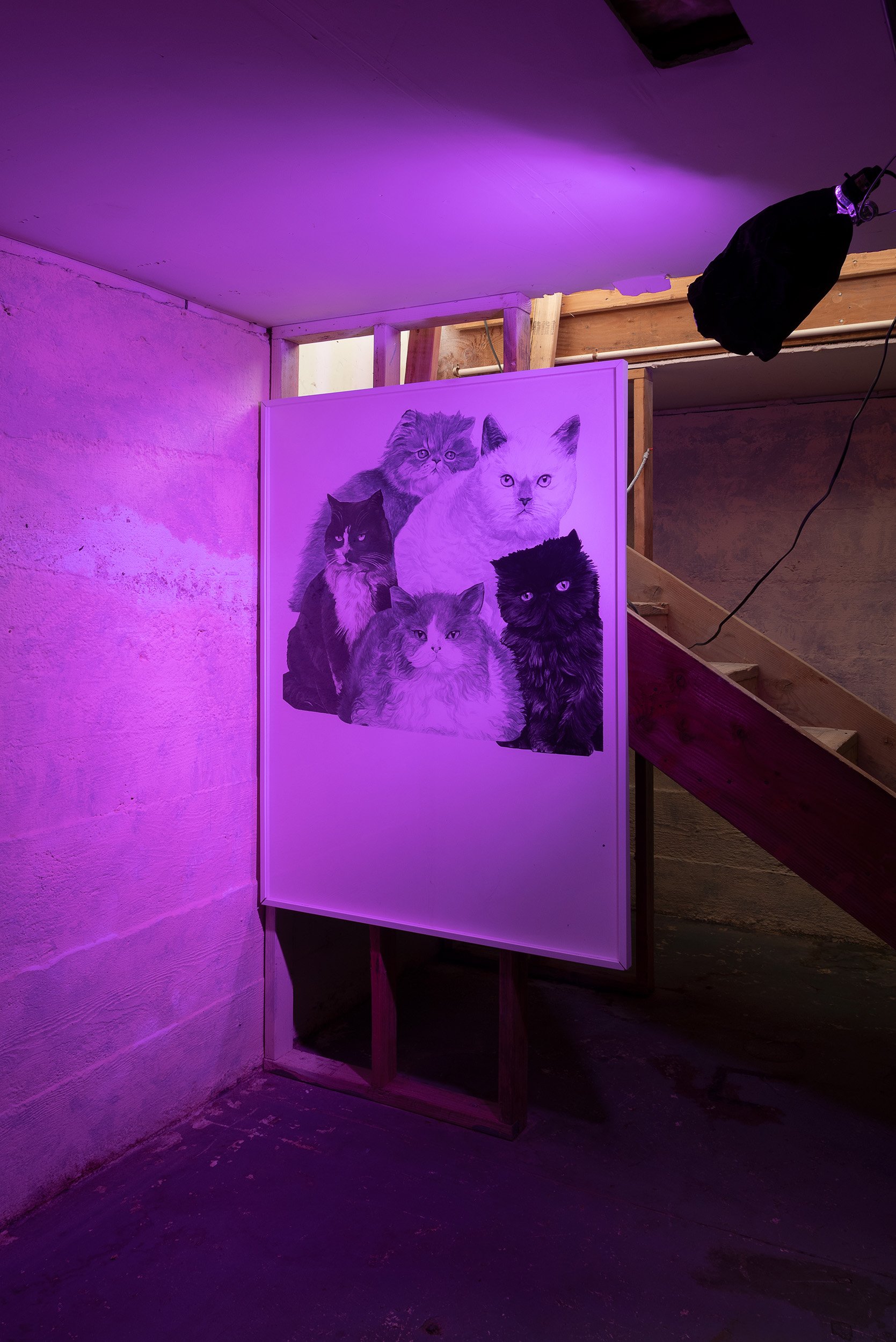  Ryan Hill,  Untitled (Cats) , 2022, installation, ink on paper with pink light bulb, 42 x 56 in. 