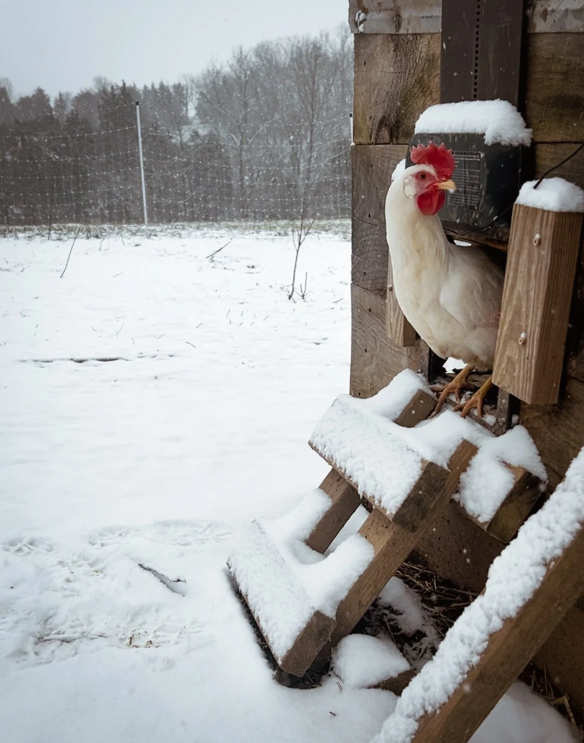 pastured chicken eggs hollow oak farm kentucky.JPEG