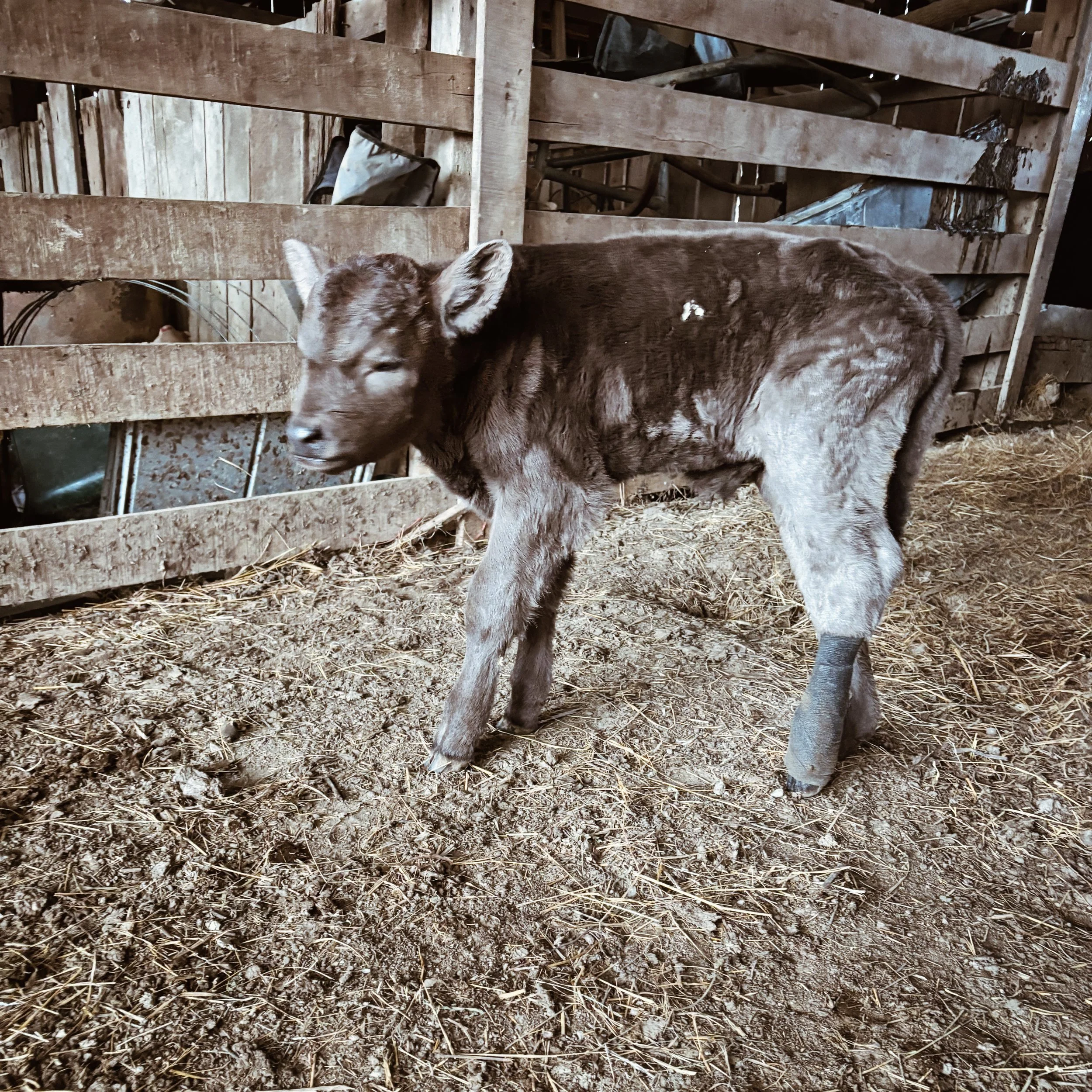 hollow oak farm organic kentucky pastured meat beef.JPEG