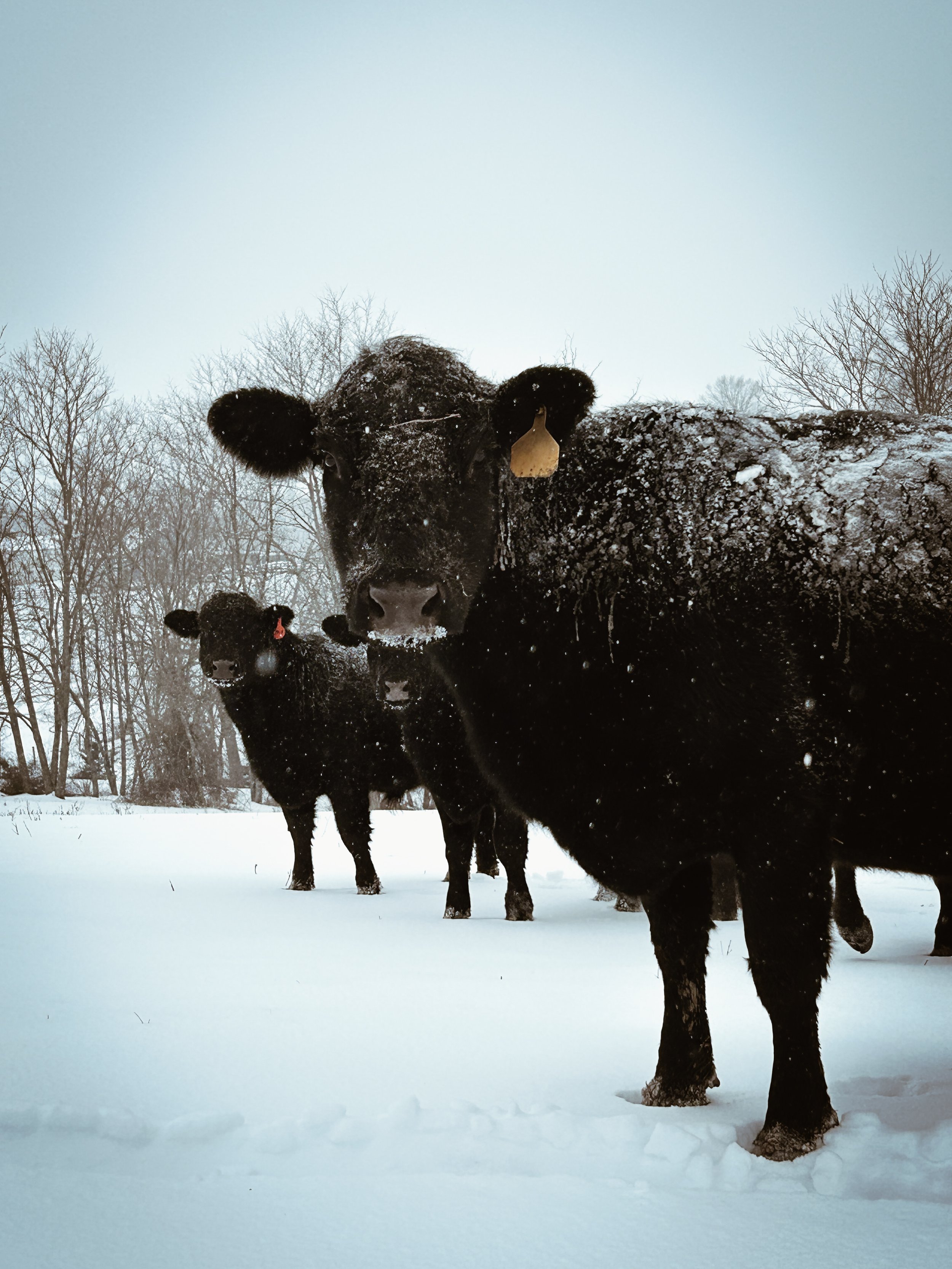 Snow, Ice, &amp; Freezing Fingers