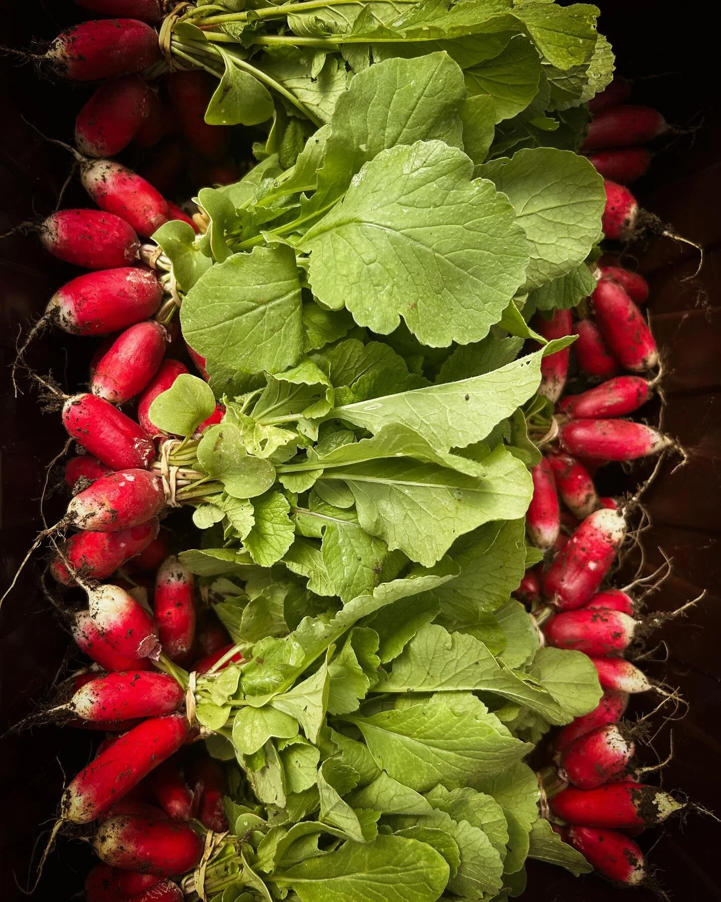 I&rsquo;m thinking roasted radishes with butter and garlic!