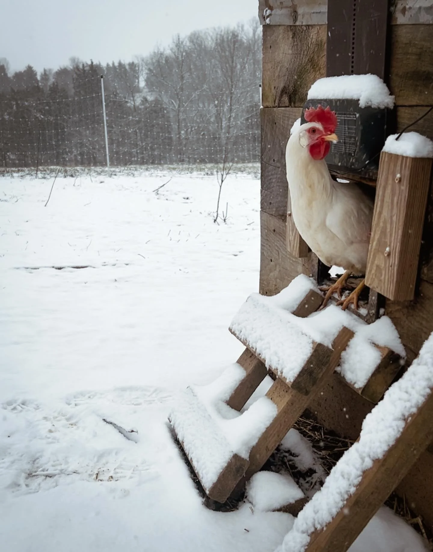 ❄️ See you bright &amp; early Saturday morning at the @lexfarmmkt at @greylinestation. 

Come out before the winter storm hits and stock up on bacon, sausage, beef, and chicken!