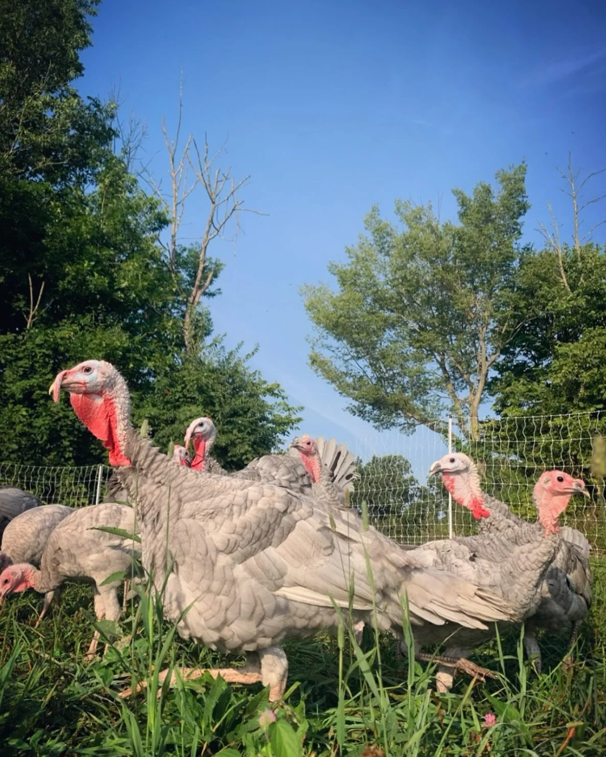 Turkey time is just around the corner and our online Turkey reservations are now live! 
Reserve your table bird for Thanksgiving 🦃 
Link in bio