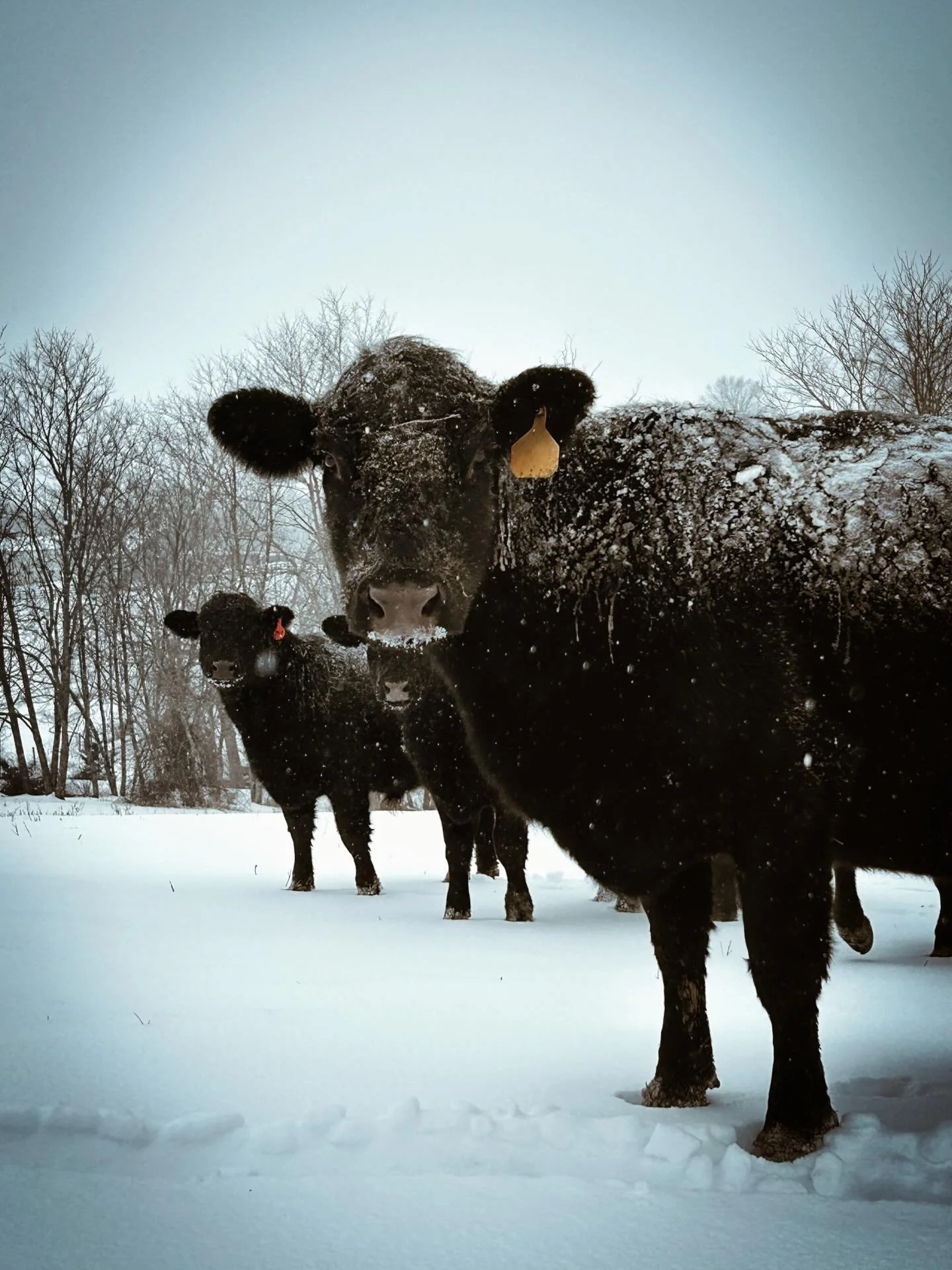 Enduring snow, ice and frozen fingers to make sure everyone is watered, well-fed and weathering the storm the best the can.