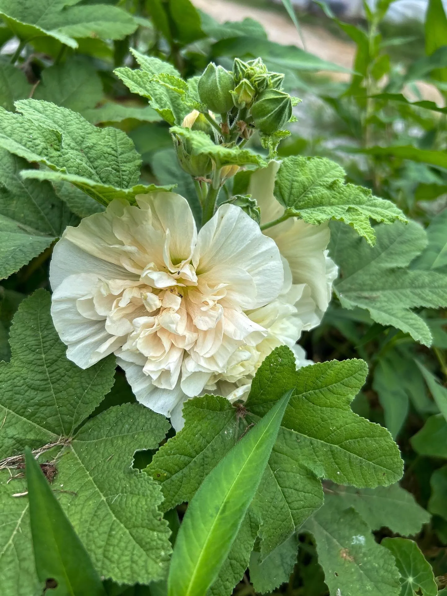 I&rsquo;ve had these champagne double bloom hollyhock seeds for years and finally got them in the ground this year and they are lovely 🌼
Get outside &amp; Enjoy this perfect weather the next few days ☀️