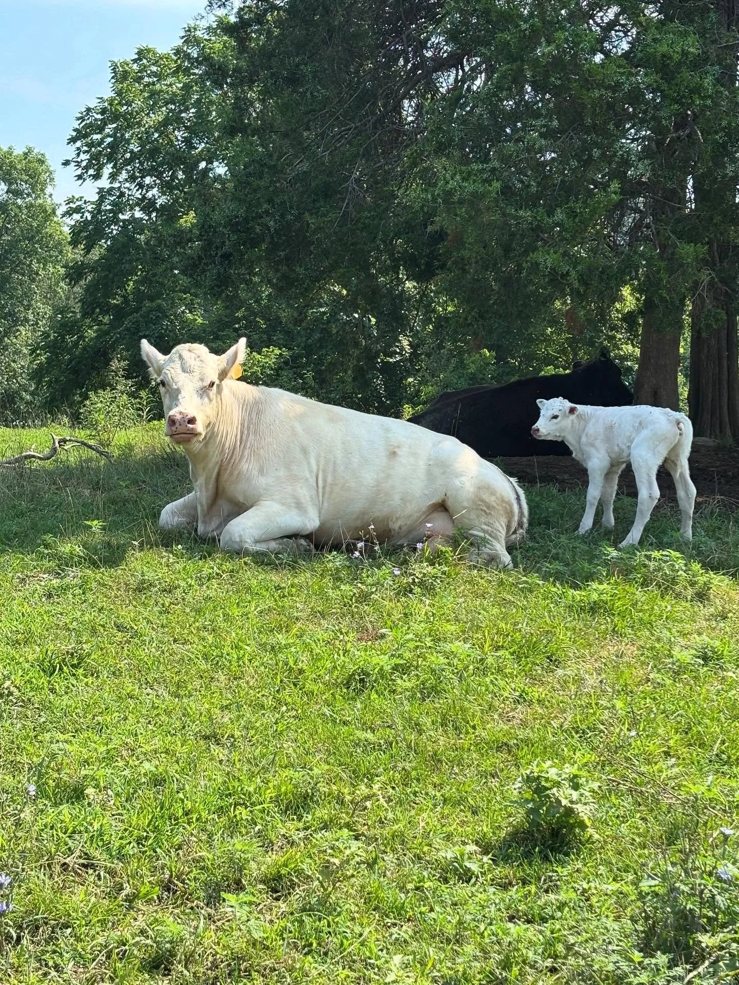 This is Casper and she had her first baby this week. Special cows are generally the only ones that get a name around here. This momma was raised as a bottle calf from a neighbor and eventually grew up and became too much for him to handle so she came