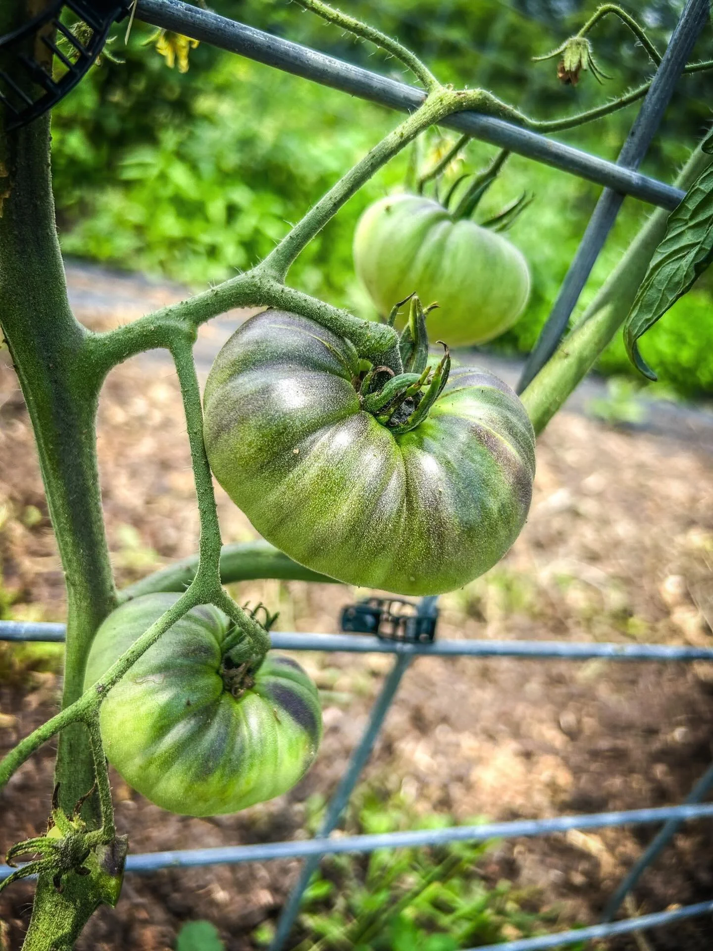 This heirloom beauty will ripen into a sunny yellow tomato with bold blue shoulders&mdash;a true showstopper you won&rsquo;t find at the grocery store 💛💙 Field-grown, one-of-a-kind, and packed with flavor 🍅✨ #HeriloomTomatoes #FarmFresh #NotYourAv