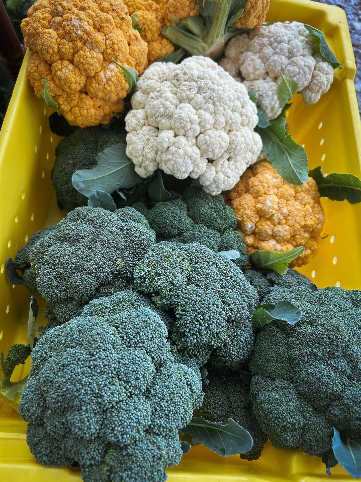 Fall is here 🥦 and we&rsquo;ll be bringing meat and veg to the @lexfarmmkt tomorrow morning! 
See you INSIDE at @greylinestation Saturday from 9am-1pm