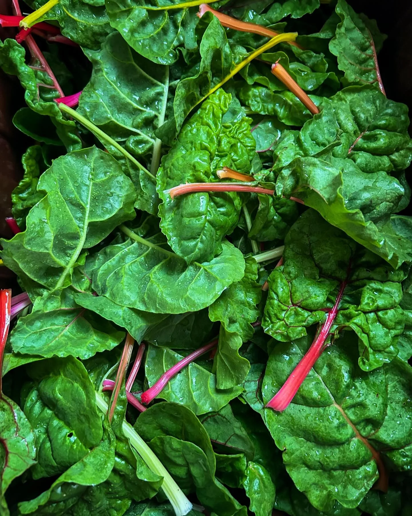 The prettiest greens of the garden 🥬 
Find Jeremiah at the @lexfarmmkt &amp; Julie at the @scottcountykyfarmersmarket Saturday morning!