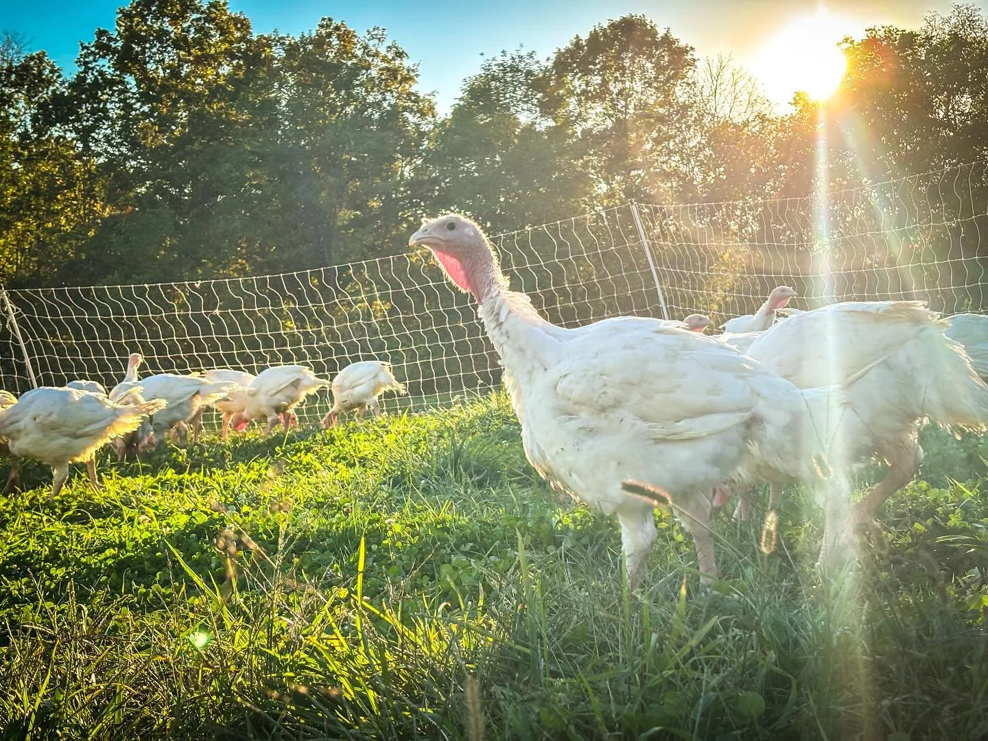 Enjoying the golden hour
.
.
.
.
.
.
#pasturedturkey #farmlifebestlife #kyproud #supportlocallyraised