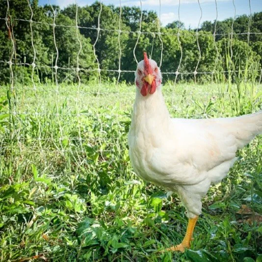 Rise &amp; Shine ☀️ 
Find us this weekend at the farmer&rsquo;s market&hellip;
📍 Saturday 8am-2pm | Downtown Lexington 
📍 Saturday 8:30-12:30 | Georgetown 
📍 Sunday 10am-2pm | Southland Dr., Lexington 
@lexfarmmkt @scottcountykyfarmersmarket