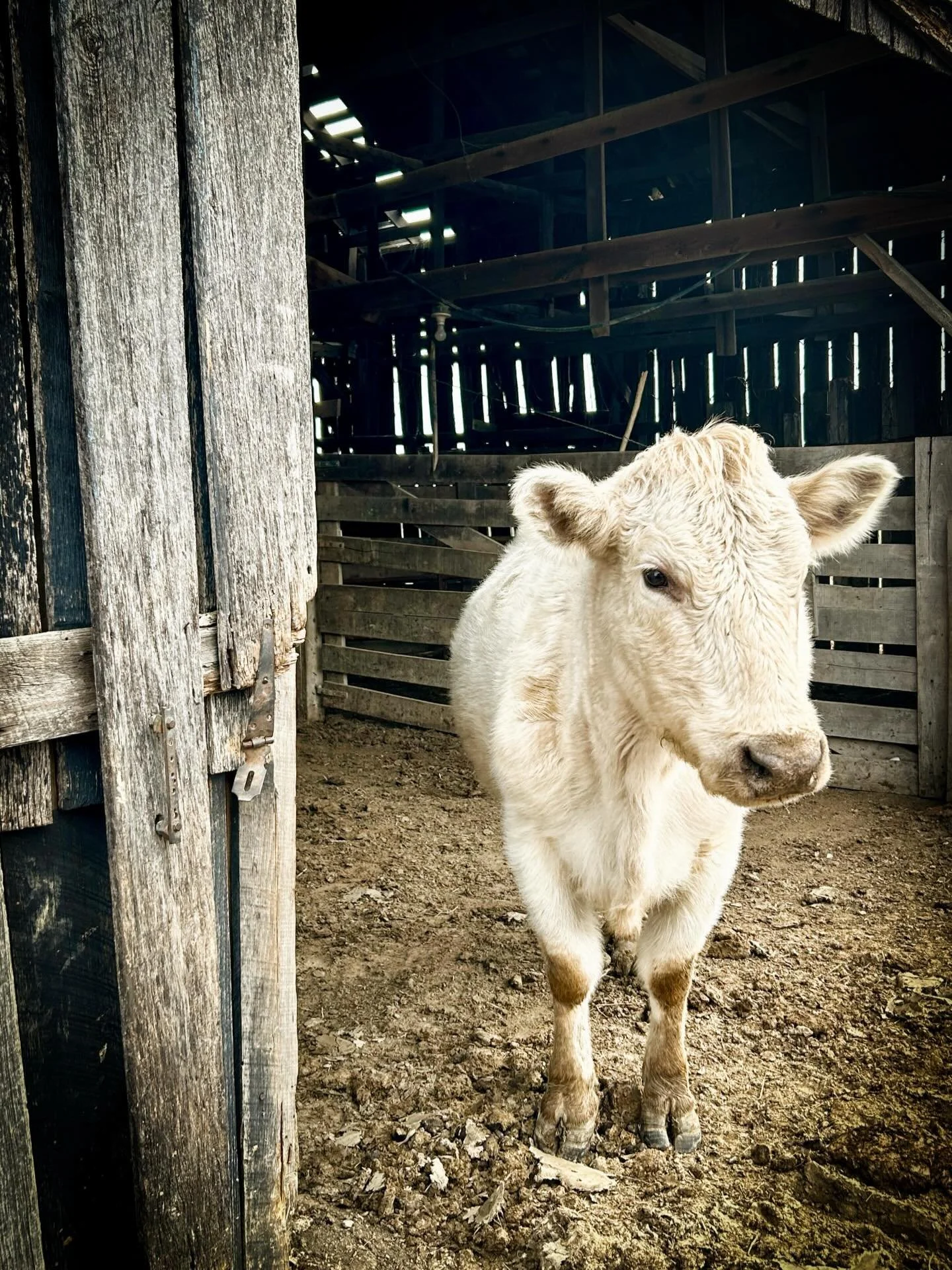 This is Dolly - my favorite cow and I love her. She&rsquo;s a thorn in Jeremiah&rsquo;s side (she&rsquo;s an escape artist) but she raises good calves so she&rsquo;s a keeper&hellip; and today a keeper of the barn door 🤍