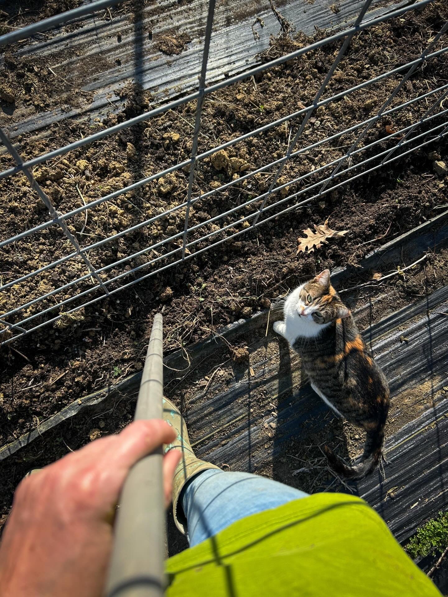 Planting peas and pea patrol is on duty 
🫛 🐾 🐈