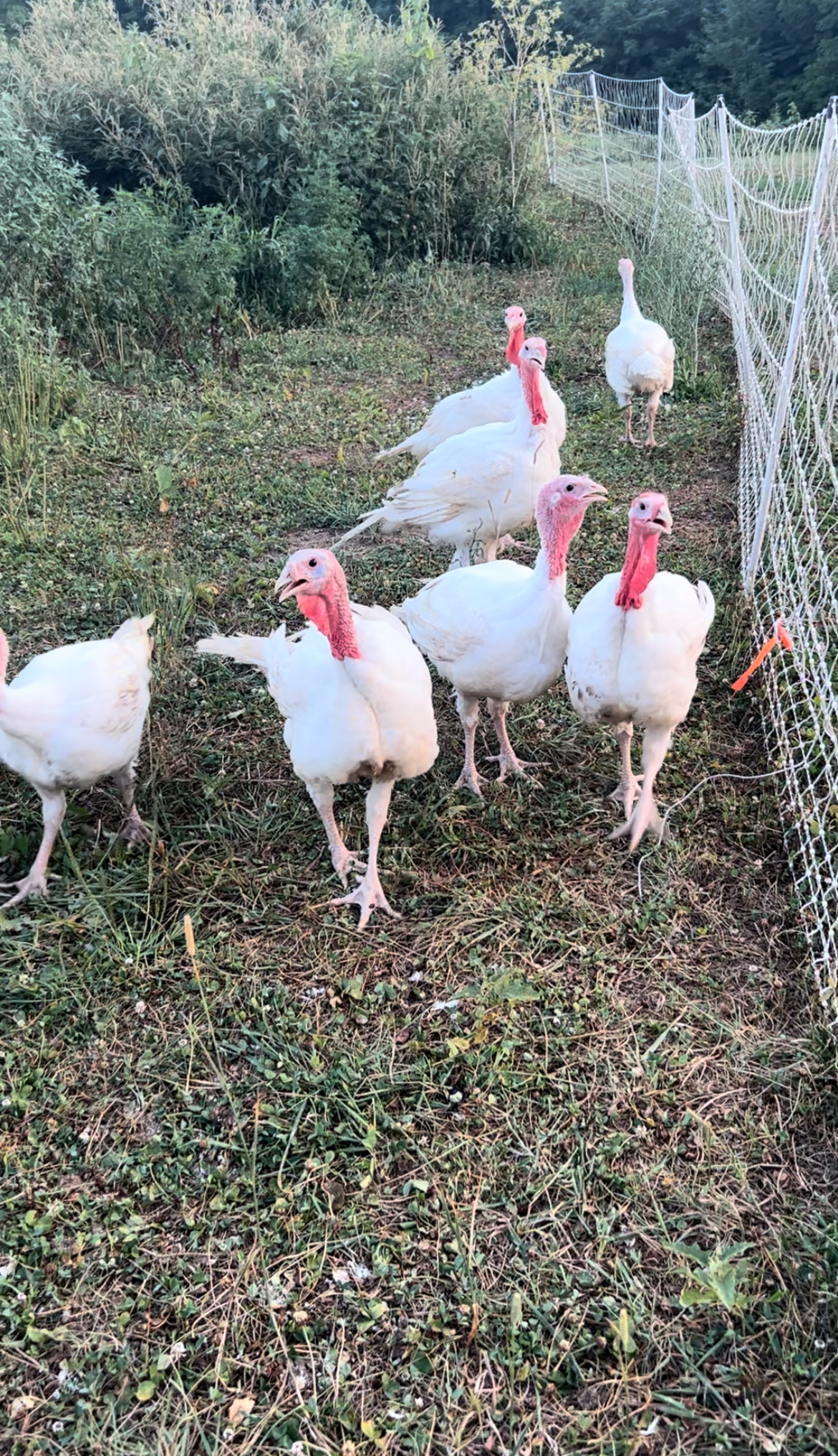 Thanksgiving turkeys farm raised kentucky.jpeg