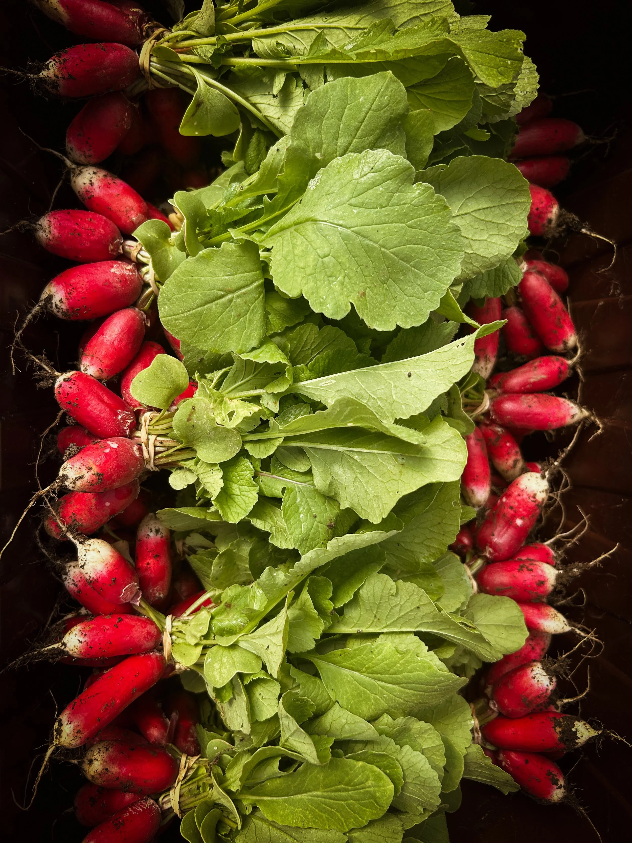 Fresh red radishes with green leaves, dirt on the roots, laid out in twin rows.