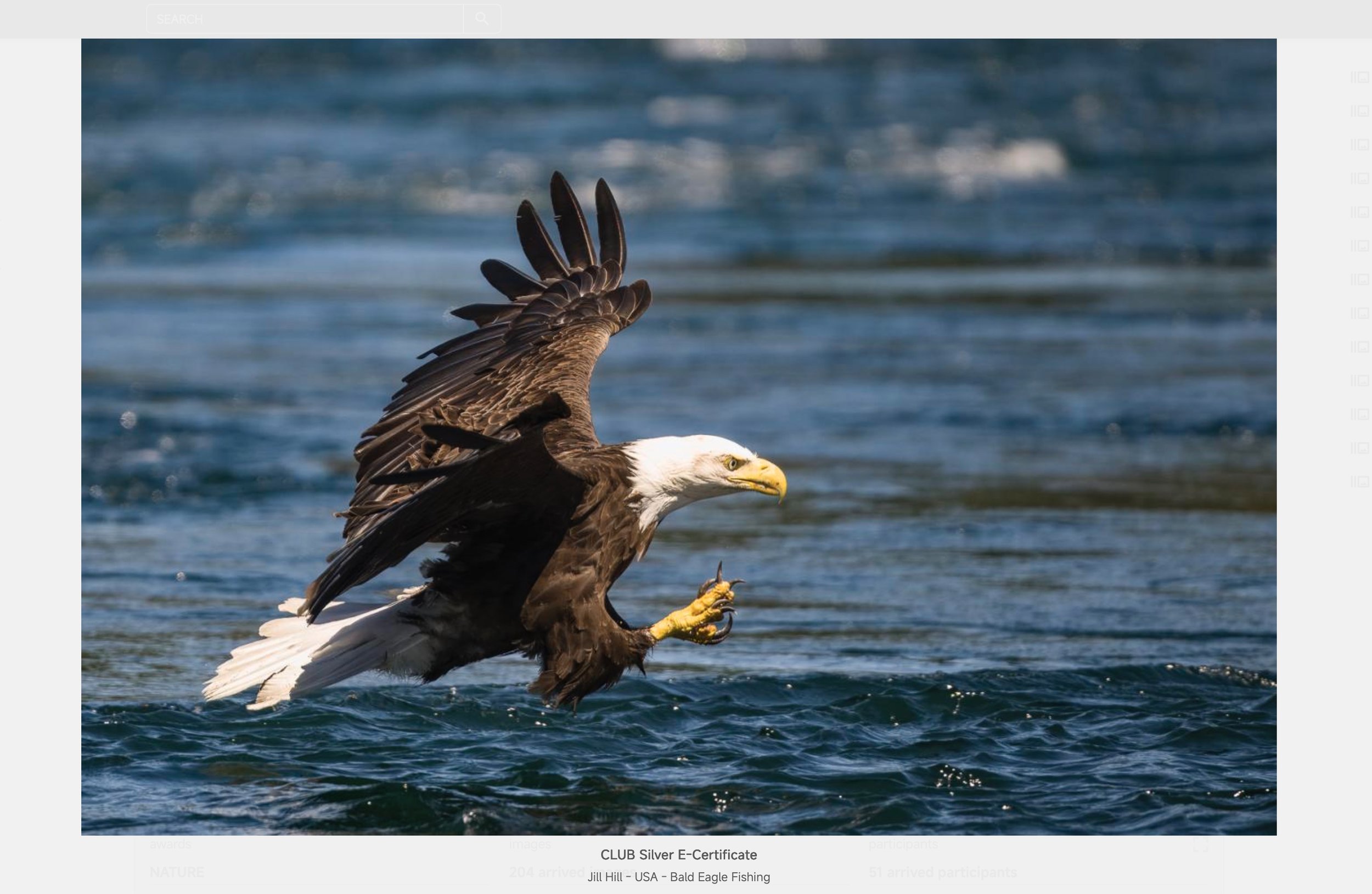 CLUB Silver E-Cert : Bald Eagle.jpg