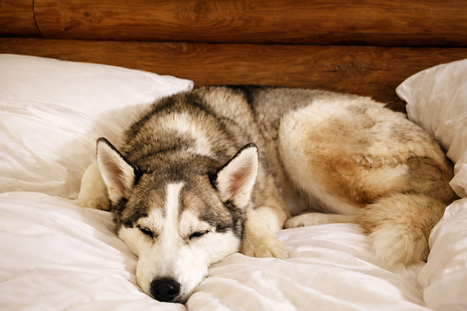 A sleeping Siberian Husky dog lying on a white bed with a wooden headboard.