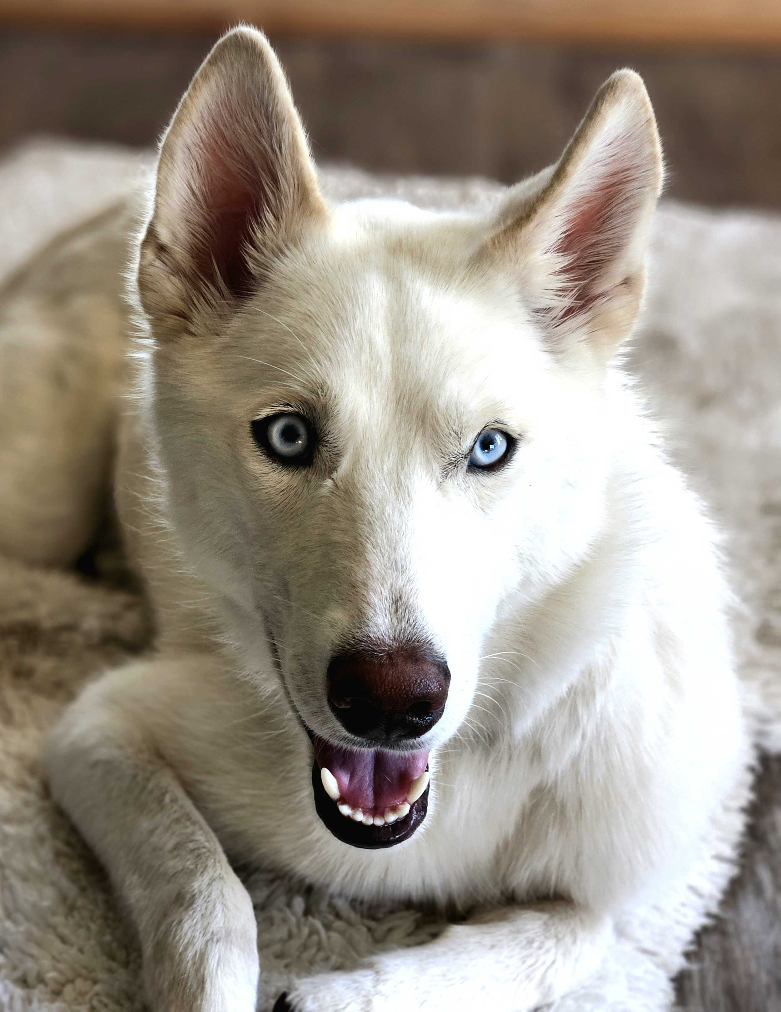 Close-up of a white husky dog with blue eyes, lying on a plush surface, with its mouth slightly open showing teeth.