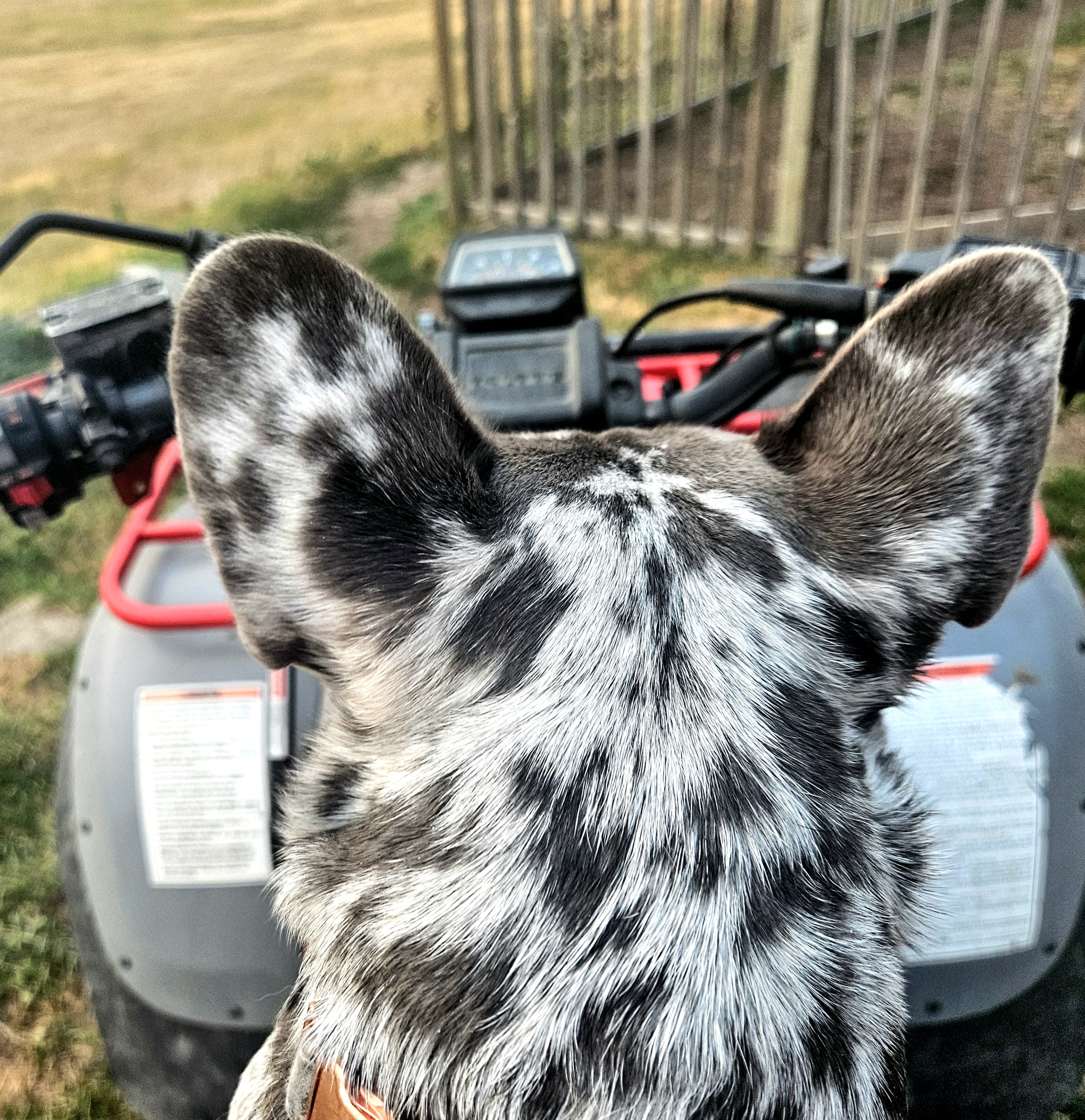 Close-up of a blue merle Australian Shepherd puppy sitting on a red ATV in a backyard with a wooden fence.
