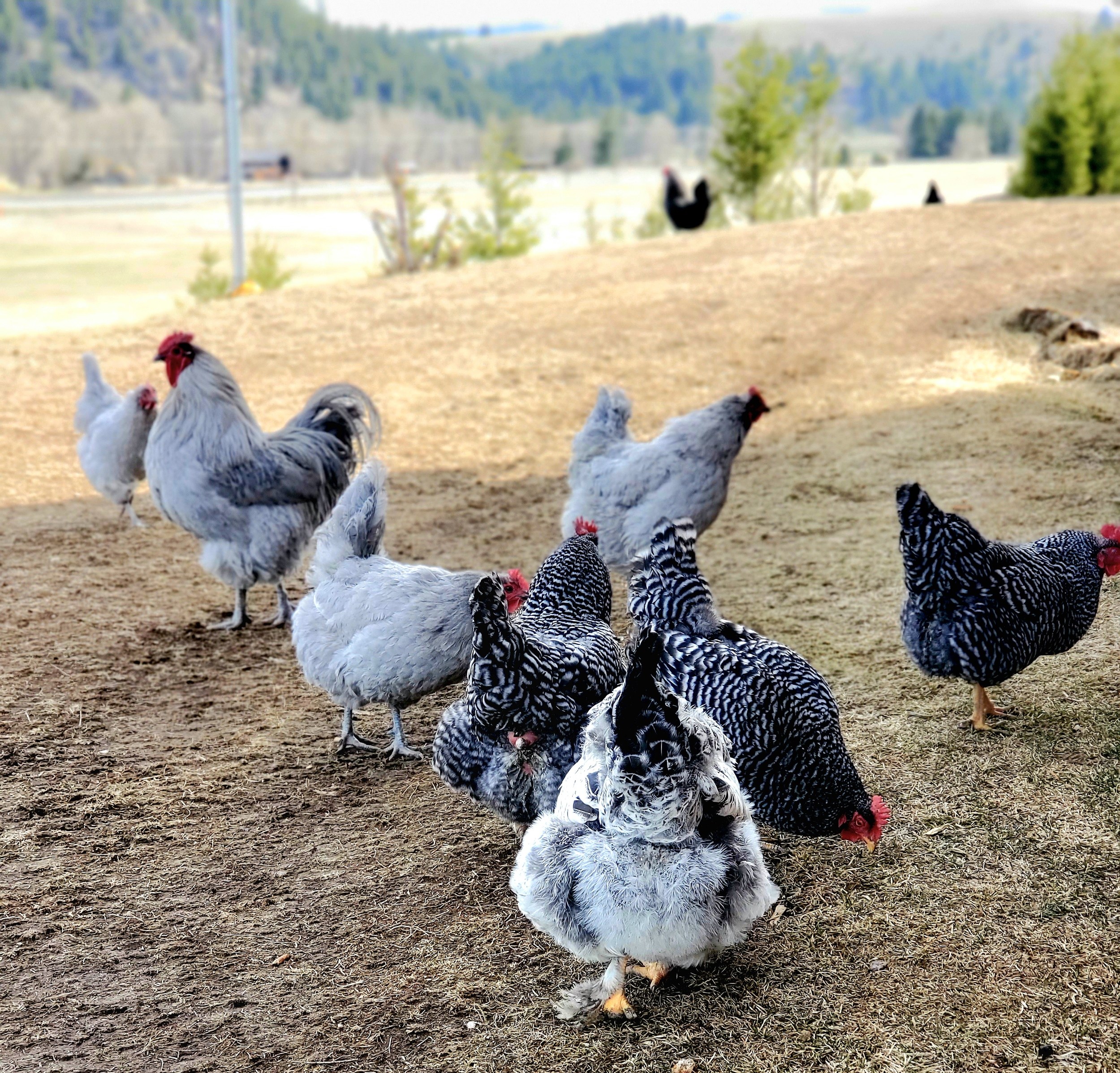 A group of various chickens and roosters on a farm with grass and trees in the background.