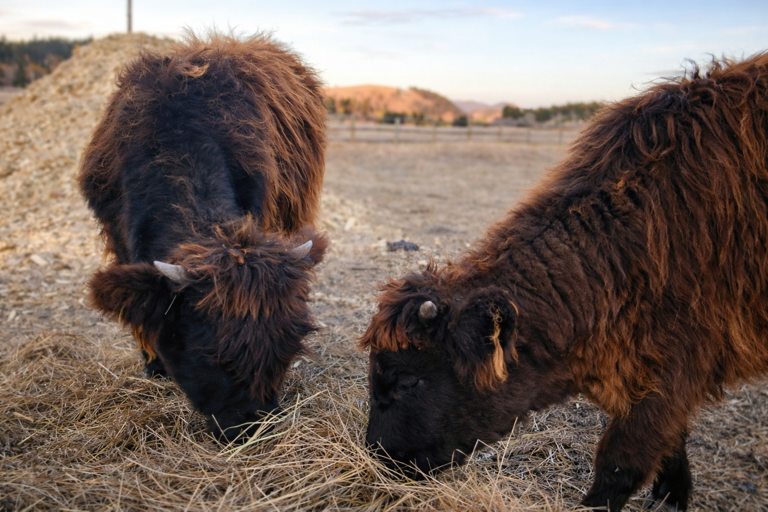 Two bison grazing on dry grass in a field with a fence and distant hills in the background during sunset.