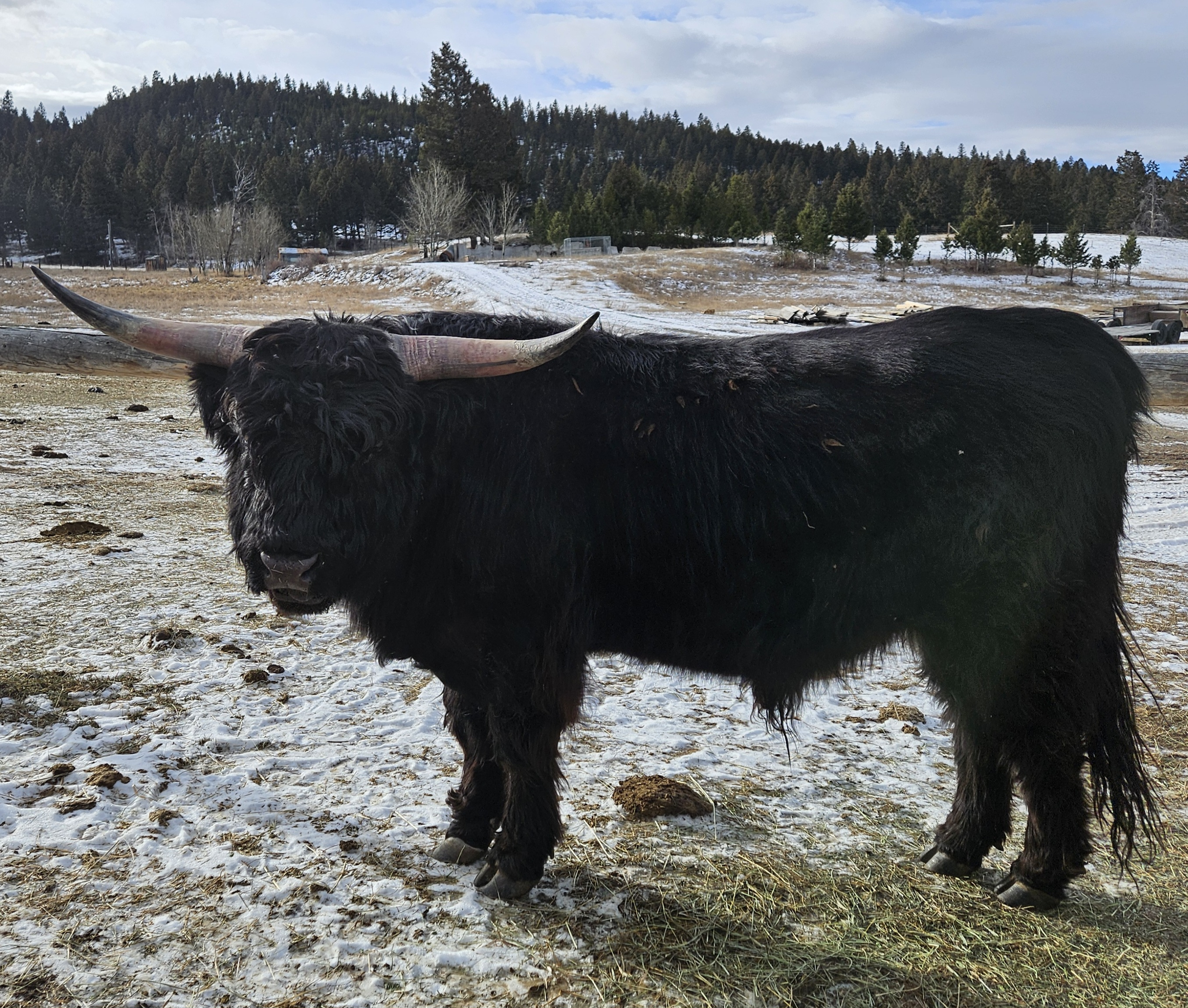 A black yak standing on snow-covered ground with a mountain and trees in the background.