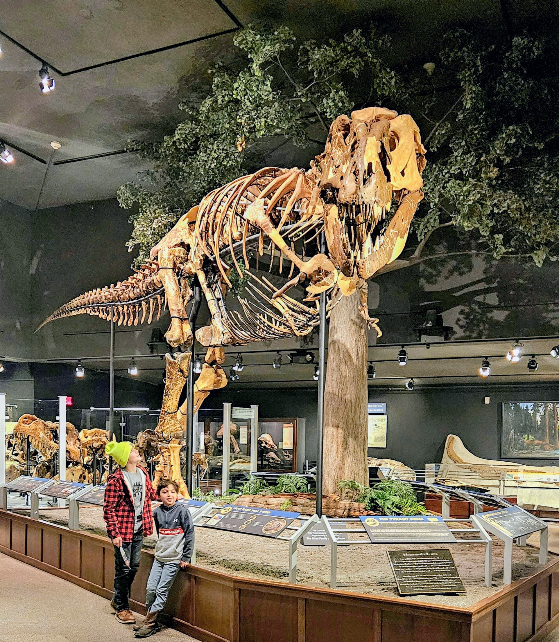 Two children standing in front of a large dinosaur skeleton exhibit at a museum, with informational plaques nearby.