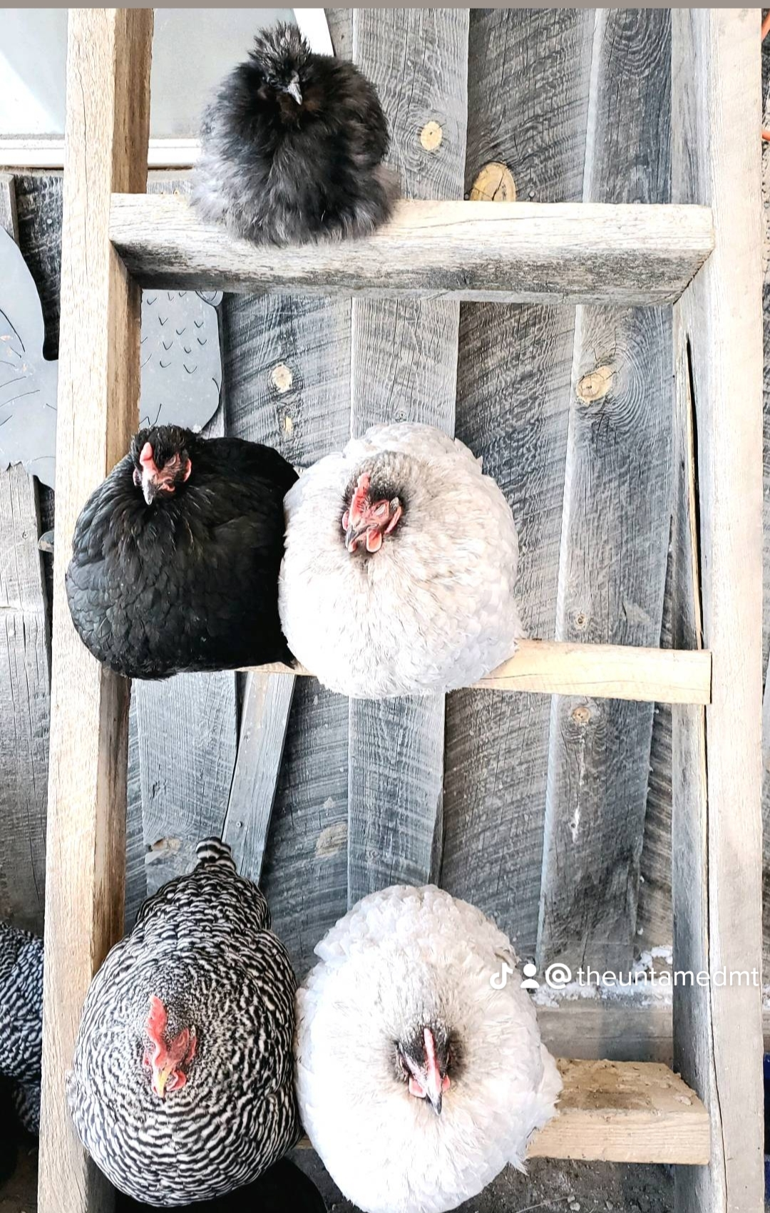 Six chickens, including black, white, and speckled, sitting on a rustic wooden ladder shelf.