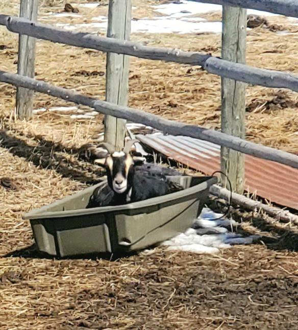 A goat lying in a small plastic bathtub outdoors, surrounded by a wooden fence and some snow patches.