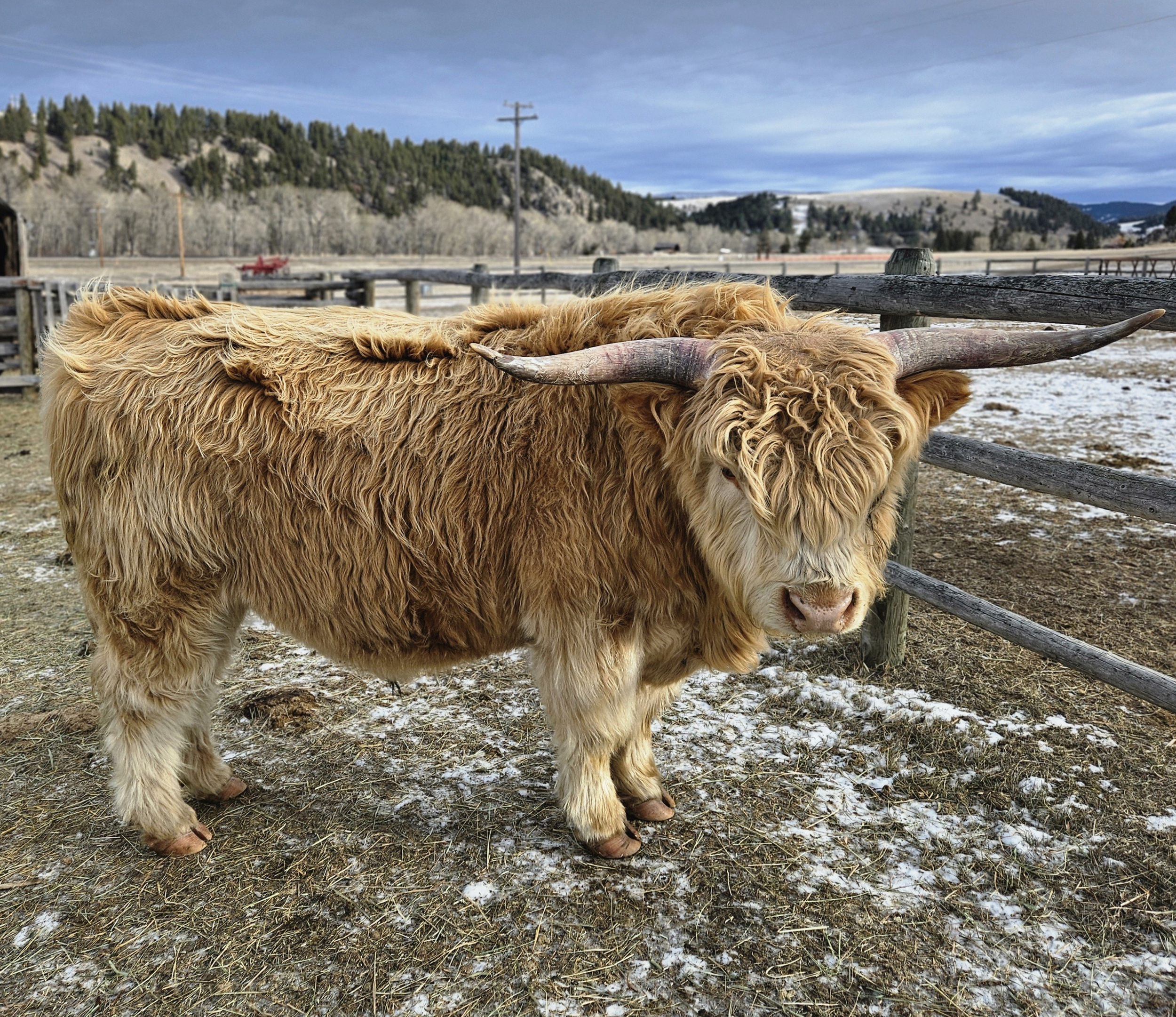 A Highland cow with long, curly, light brown fur and large curved horns standing near an outdoor wooden fence on a cold, snowy day.