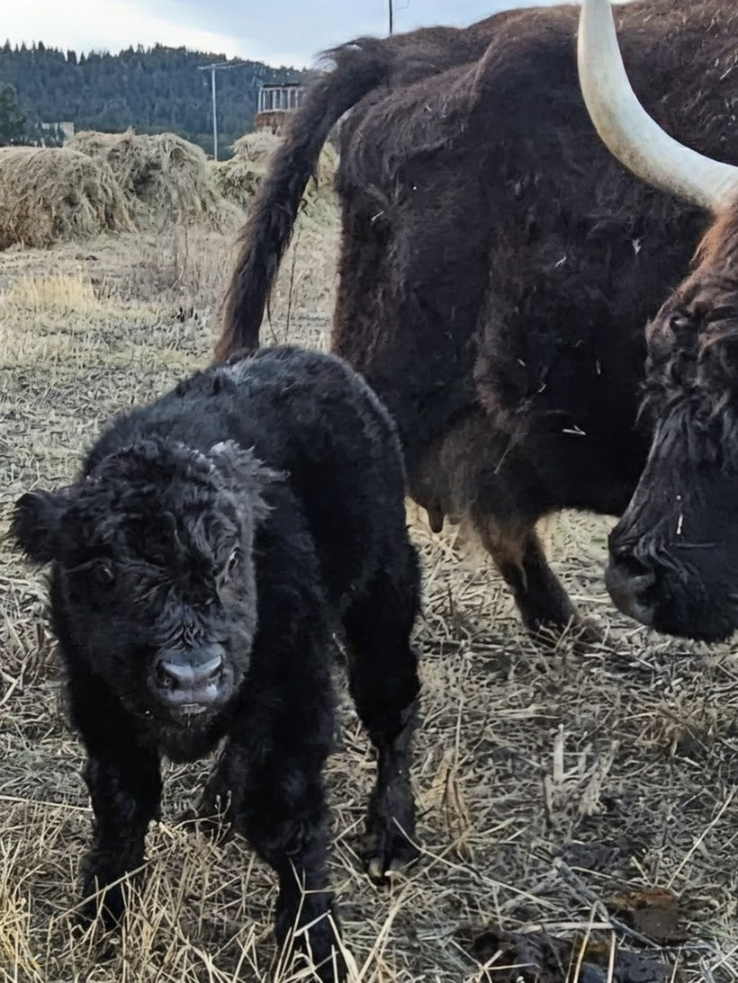 A black bison calf standing on dry grass with two adult black bison nearby in a rural landscape.