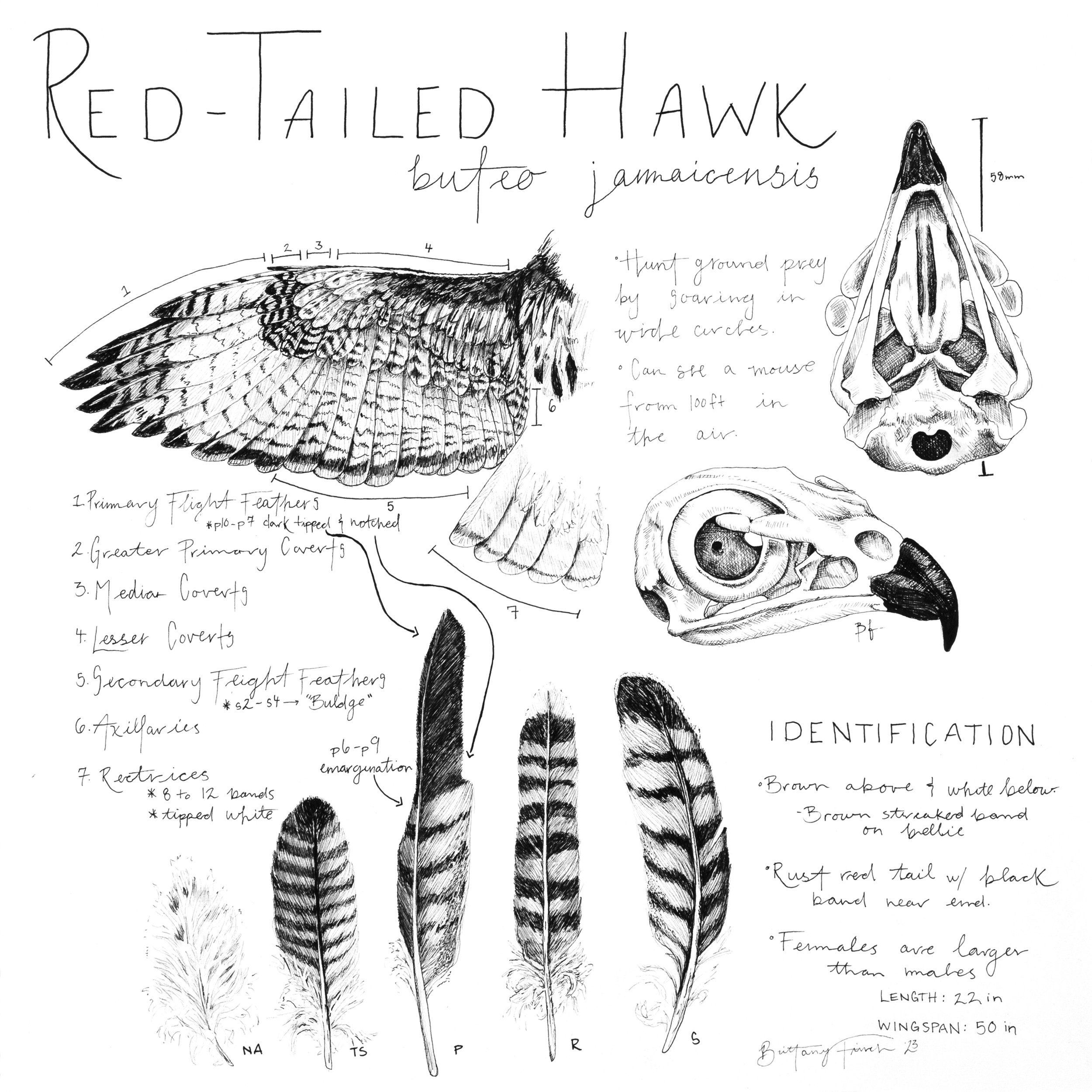 Red-Tailed Hawk (Limited Edition) — Brittany Finch Art