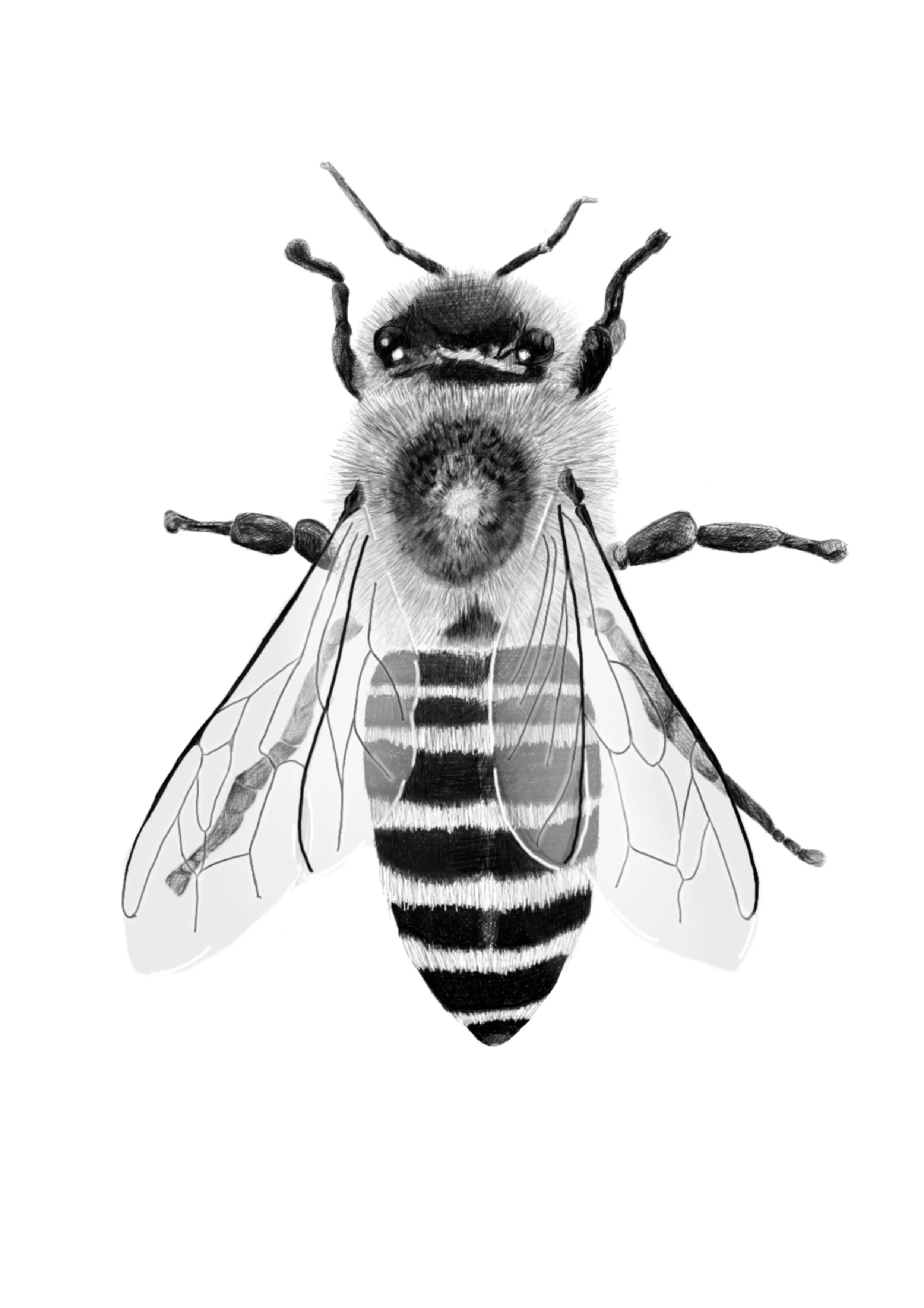 Bee.jpg