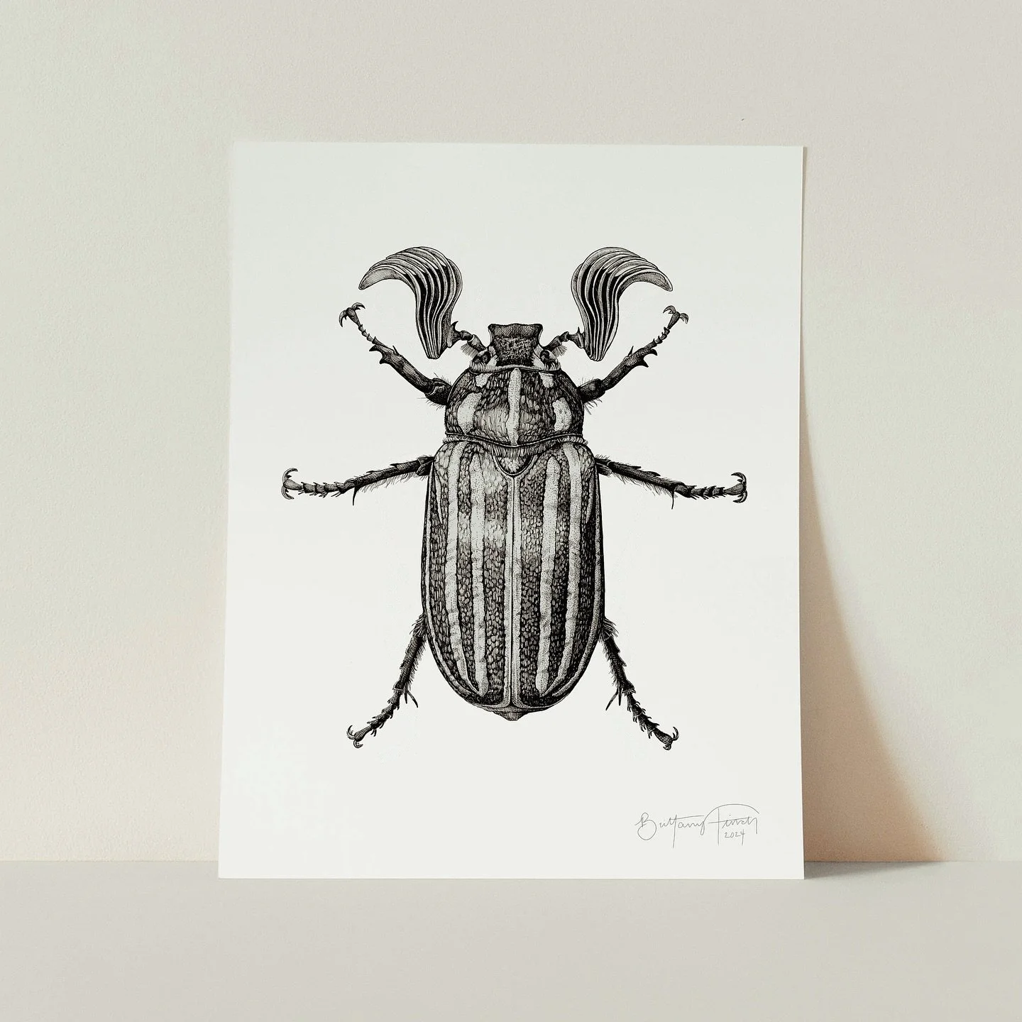The Ten-lined June Beetle (Polyphylla decemlineata)! 🐞✨

In this illustration, I focused on depicting the beetle in its &ldquo;idealized&rdquo; form. To achieve this, I gathered precise measurements and observations from my pinned specimens under a 