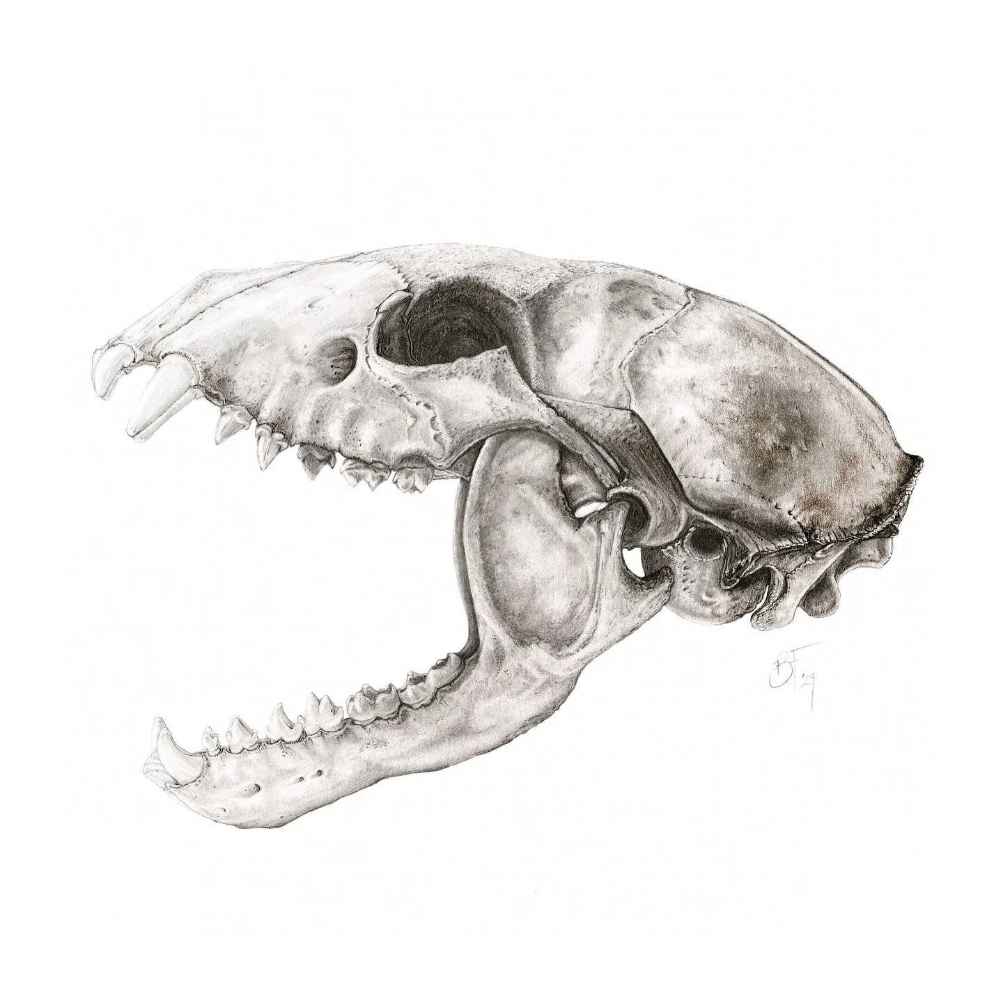 Raccoon Skull 
&bull;
&bull;
Switching it up from ink on this illustration to graphite. Forgot how much I love this medium. ♡