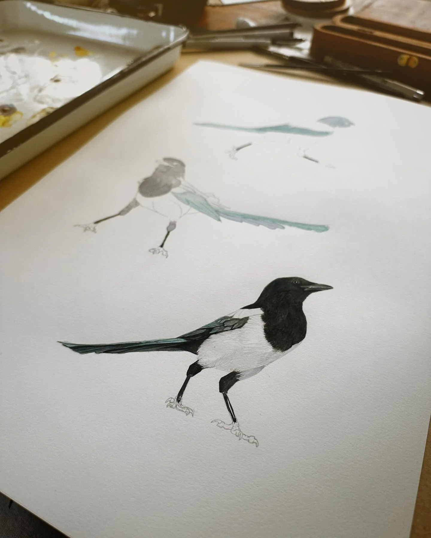 A study on Magpies.
Work in progress.
Watercolor on paper.