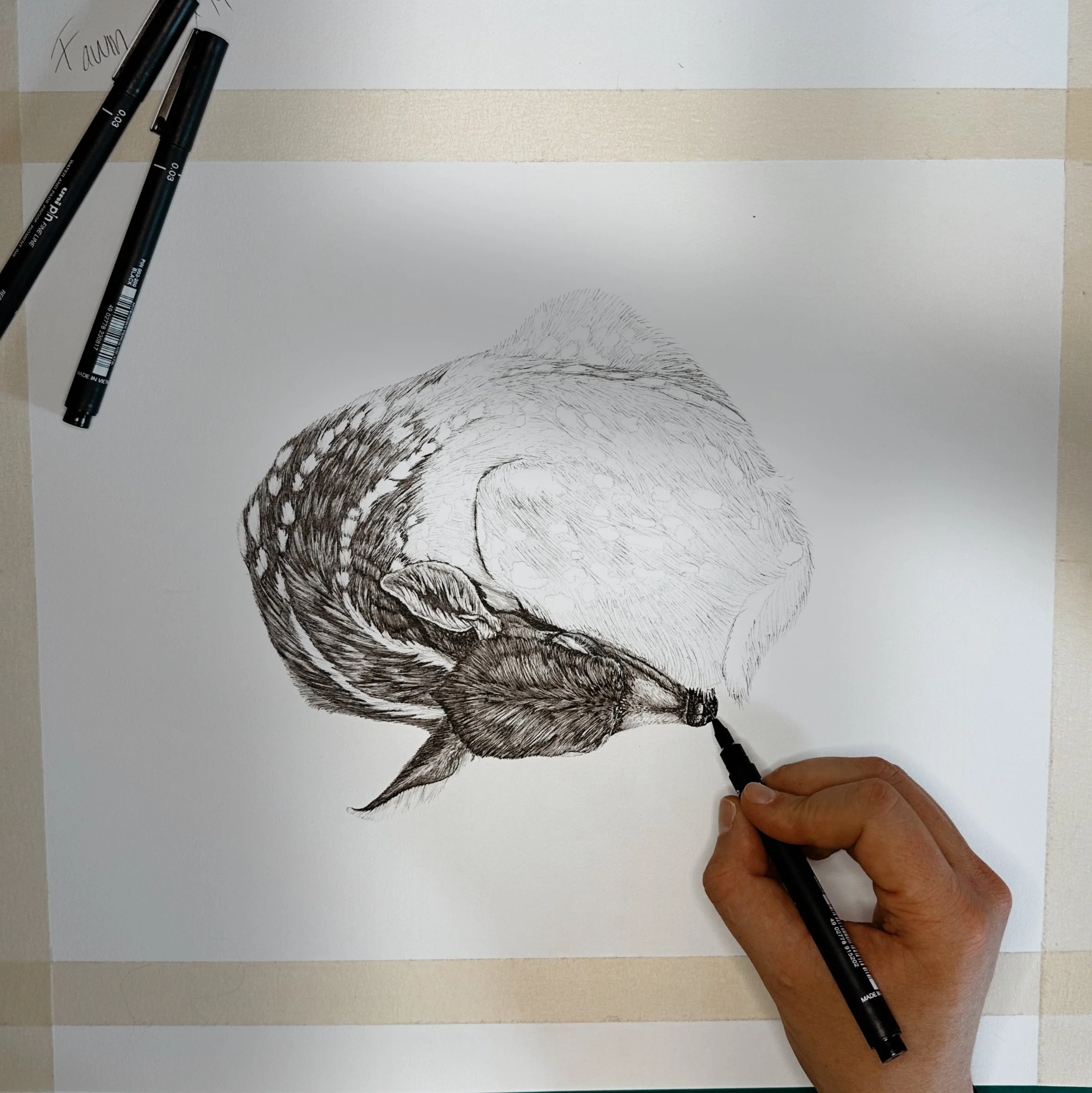 Fawn Drawing Process.JPG