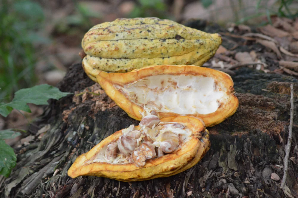 Cacao Pod