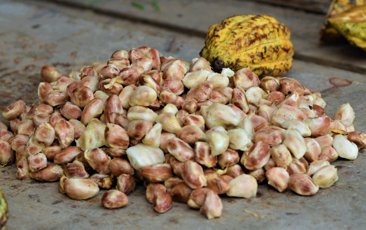Cacao Beans before Fermentation
