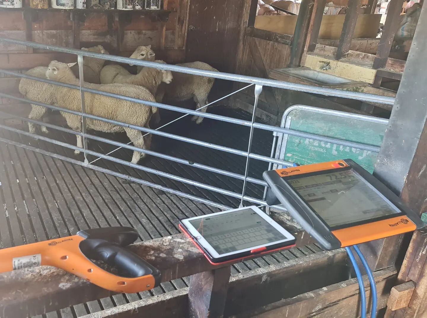 Great effort team 🤙... all 2021 born rams eye muscle, skin thickness and IMF scanned 🤙... all records are in and included in your rams data for selection days ... coming soon 😉🤗

#tumeke
#carthewgeneticsrock
#thickskinned
#consistentreadingsacros