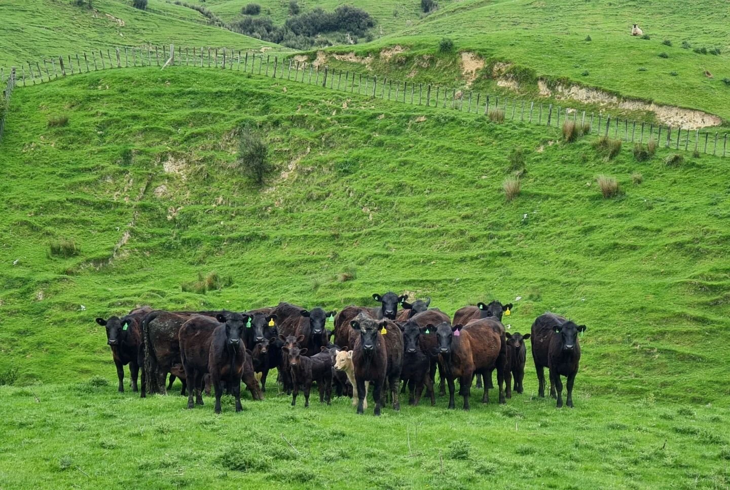 When you just can't hide 👀 ...

#tumeke
#farmlifenz
#spring 
#cattle