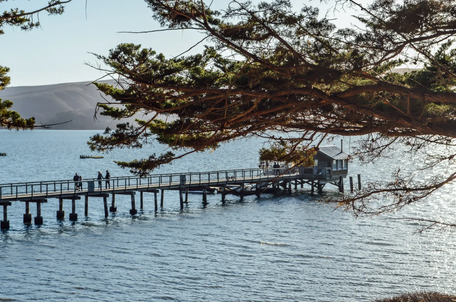 Wooden pier on Tomales Bay framed by pine branches