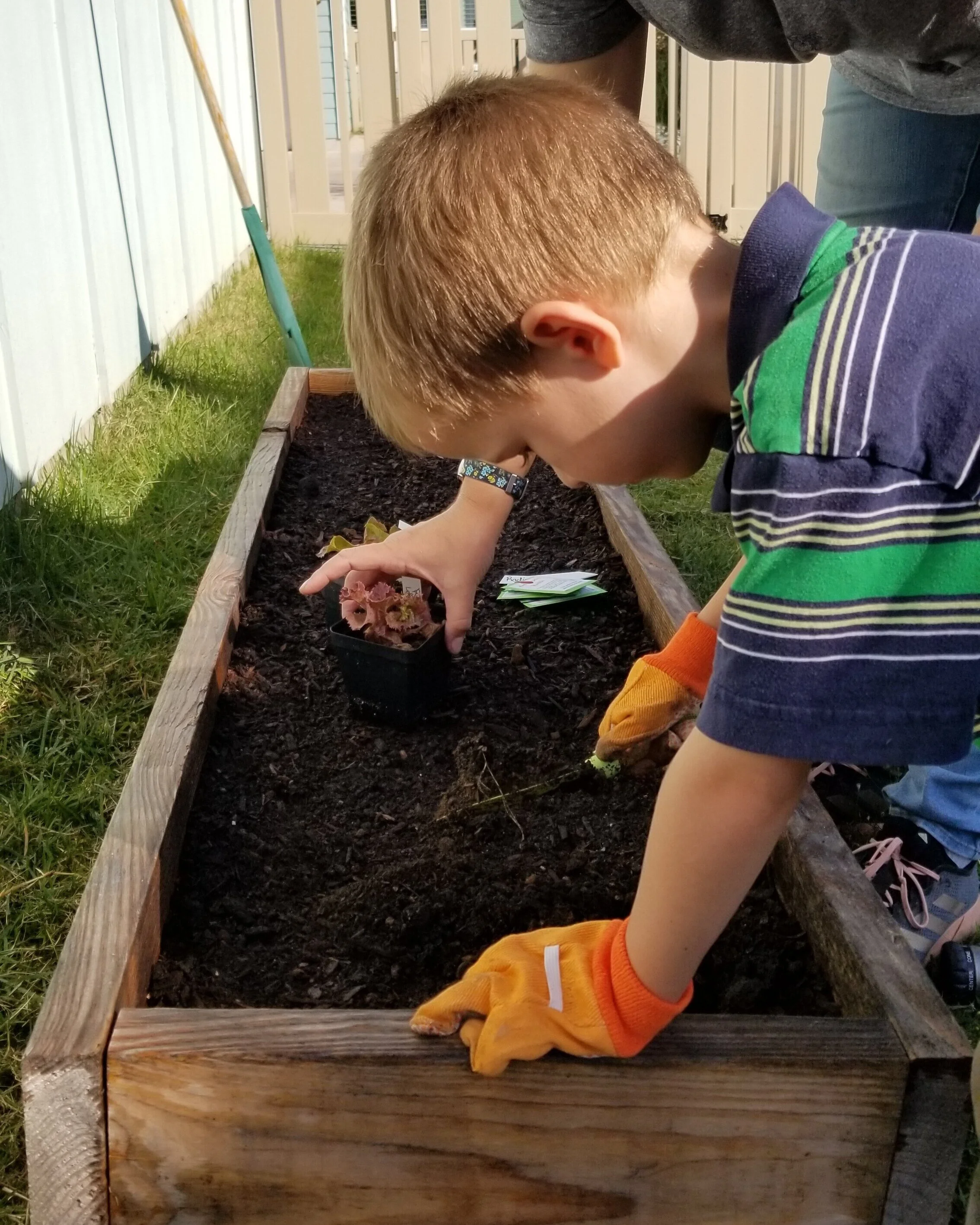 Learning to plant red leaf lettuce