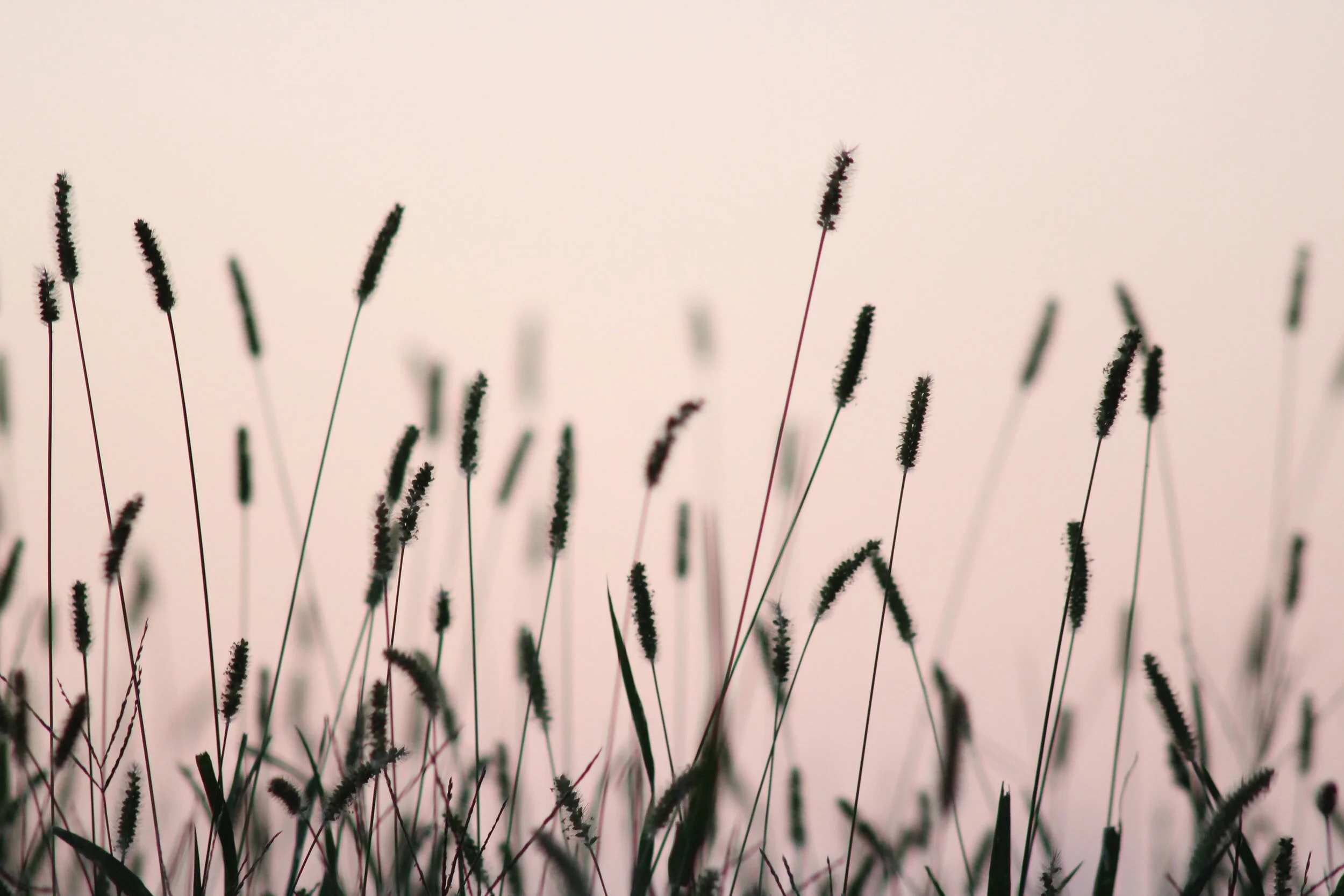 How to remove your grass for a raised bed garden in Texas - during the winter months.